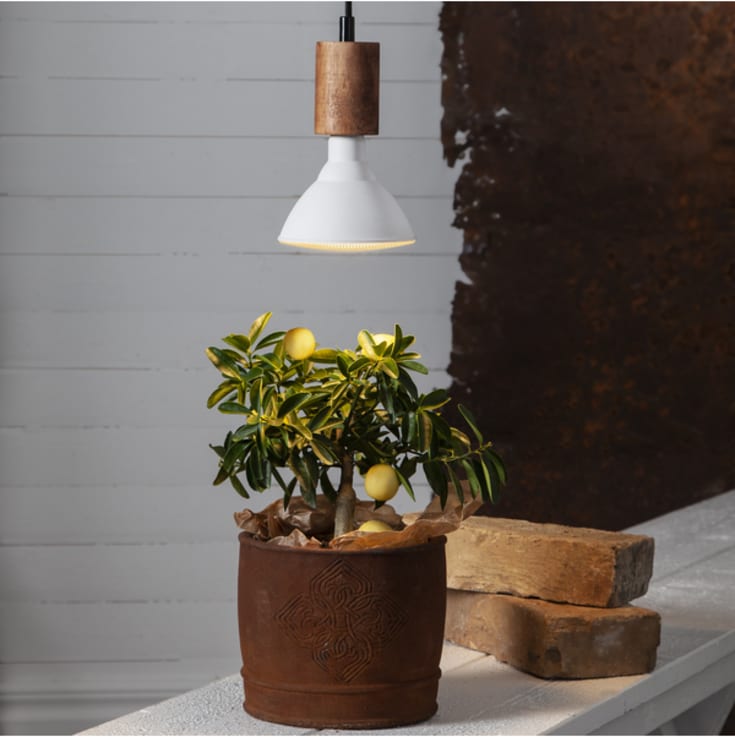 Star Trading plantebelysning (holder planten fin)