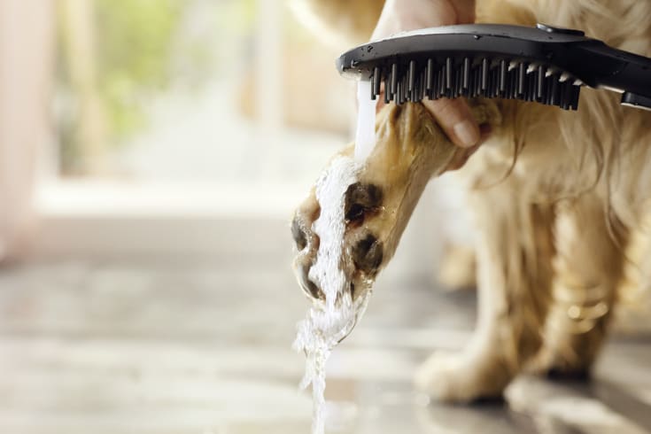 Hansgrohe DogShower hånddusj, vannbesparende, matt sort