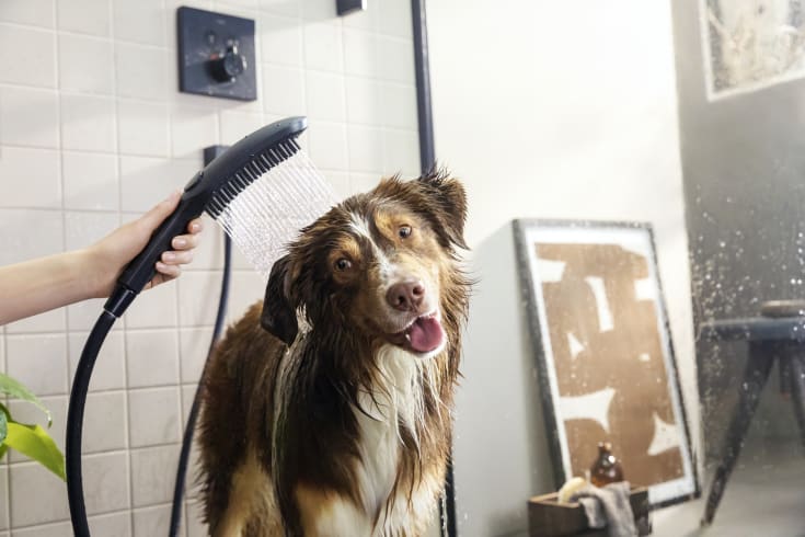 Hansgrohe DogShower hånddusj, vannbesparende, matt sort