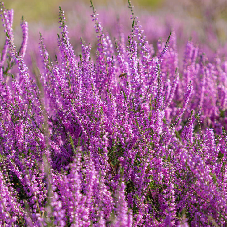Blomsterfrø hedelyng 5m²