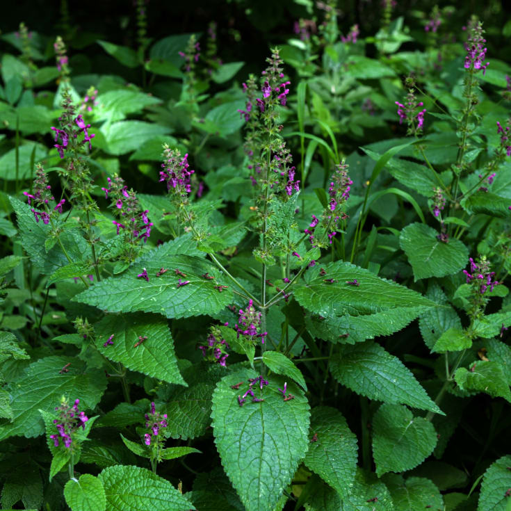 Blomsterfrø skov-galtetand 5m²