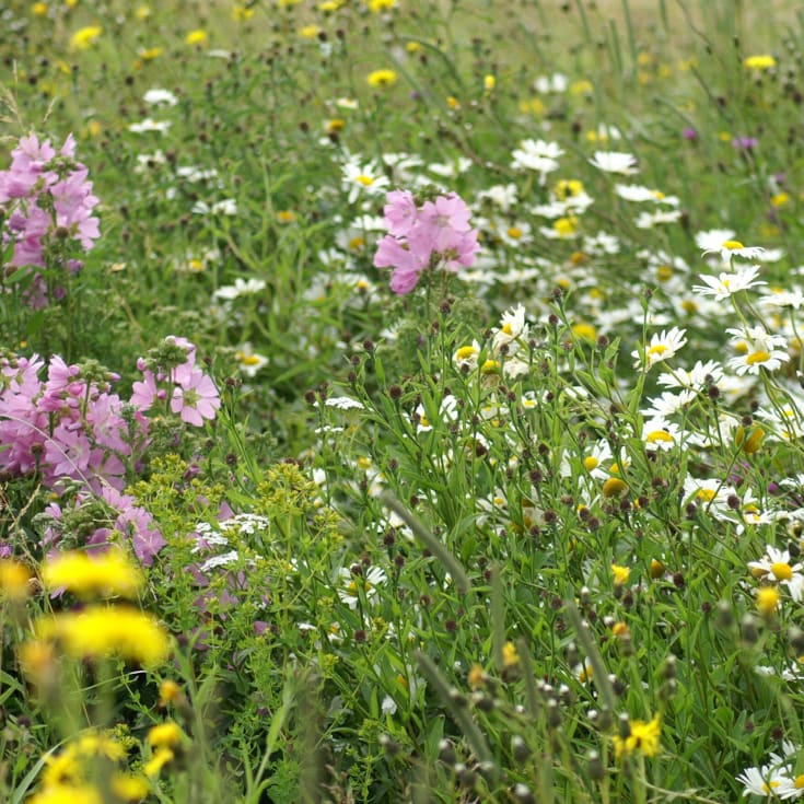 Frøblanding med engblomster, sandet jord 250m²