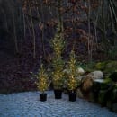 Image thumbnail