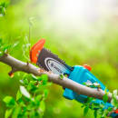 Image thumbnail