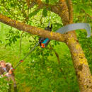 Image thumbnail