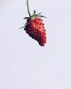 Image thumbnail