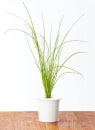Image thumbnail