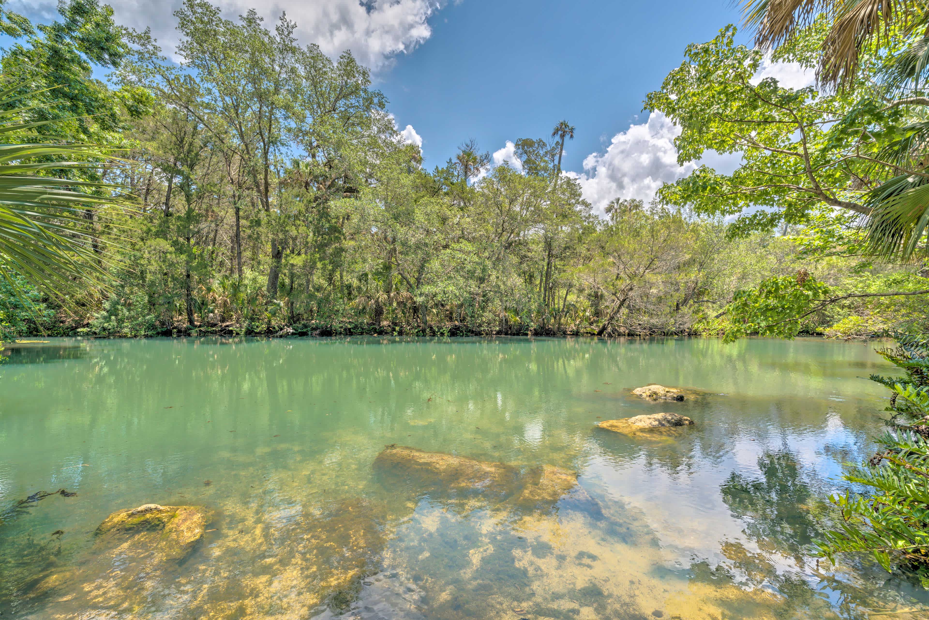 Landscape view of a marsh river surrounded by tall green forestry in Spring Hill, FL