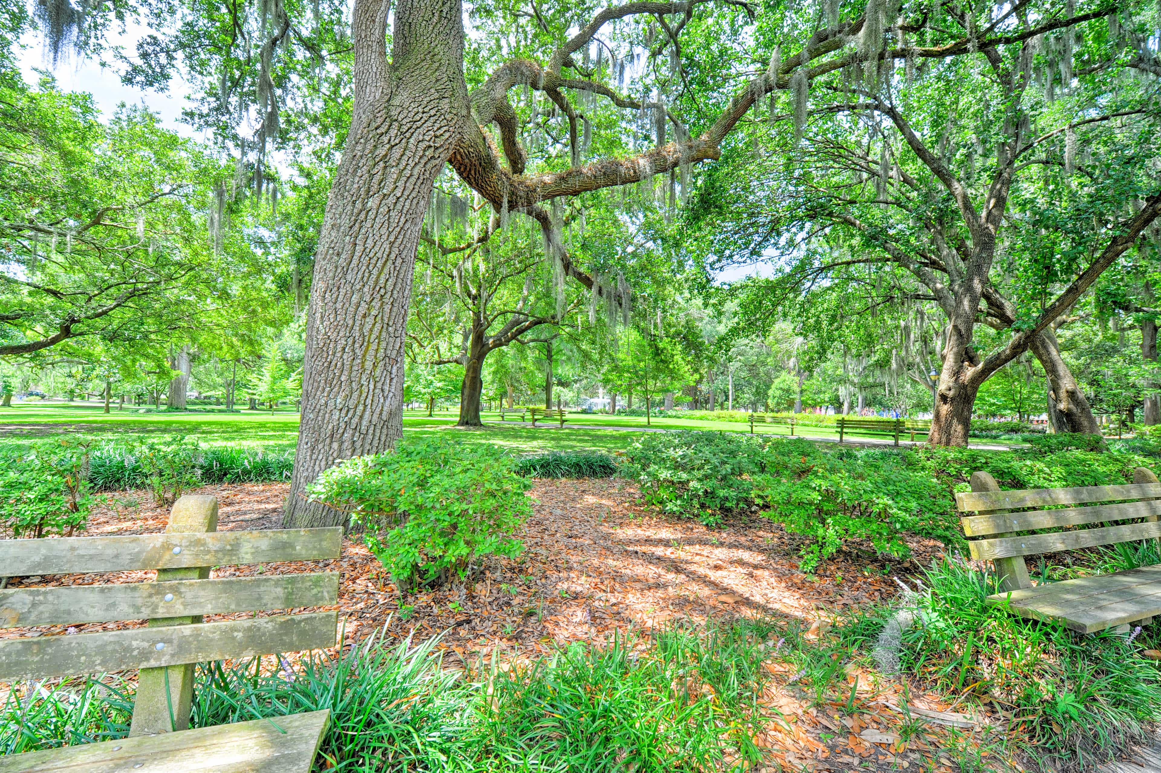 View of a park im Savannah, GA with green trees and plants all around