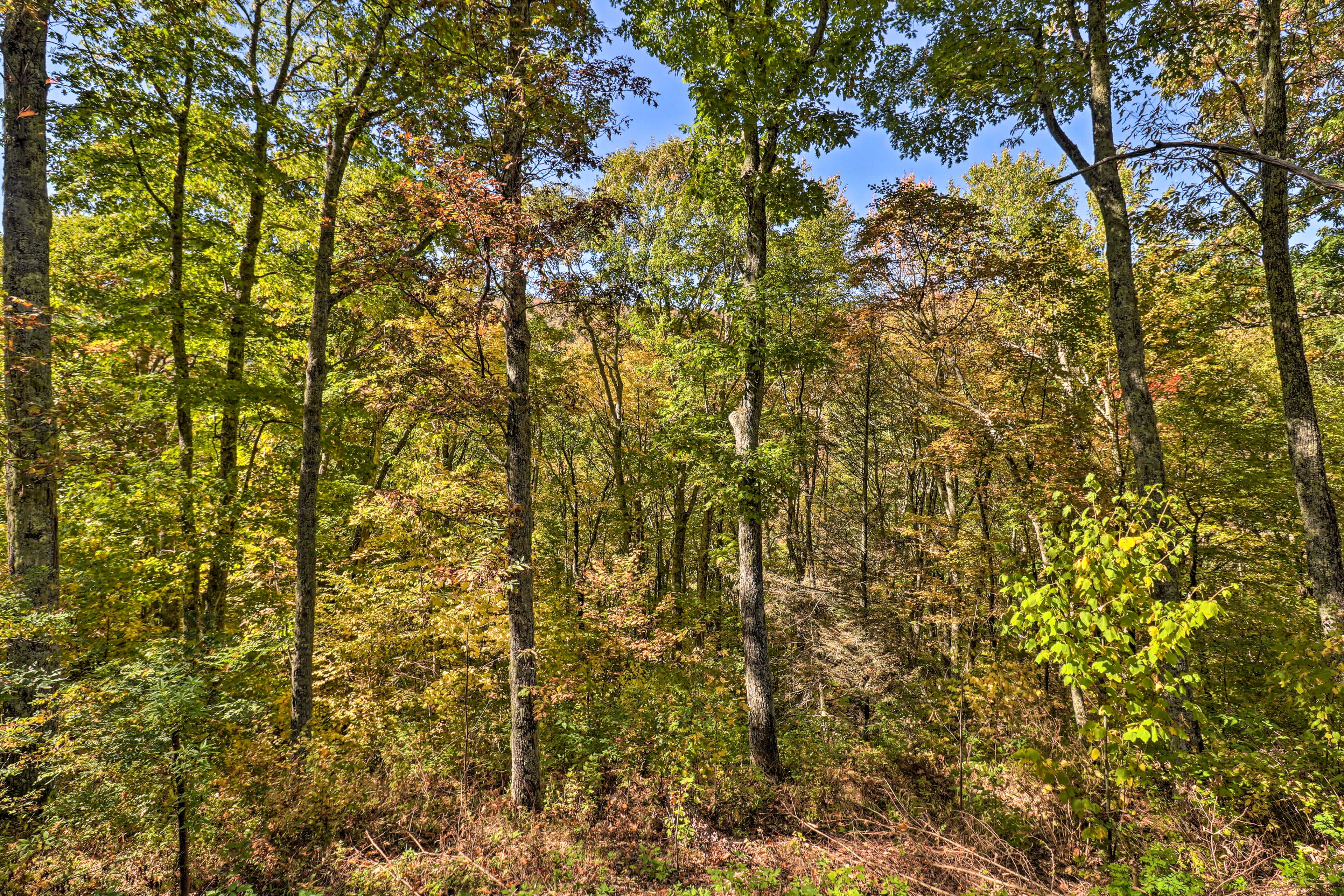 Dense view of trees in a forest in Maggie Valley, NC