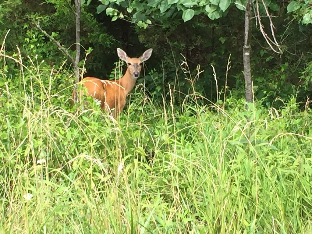 Local Wildlife