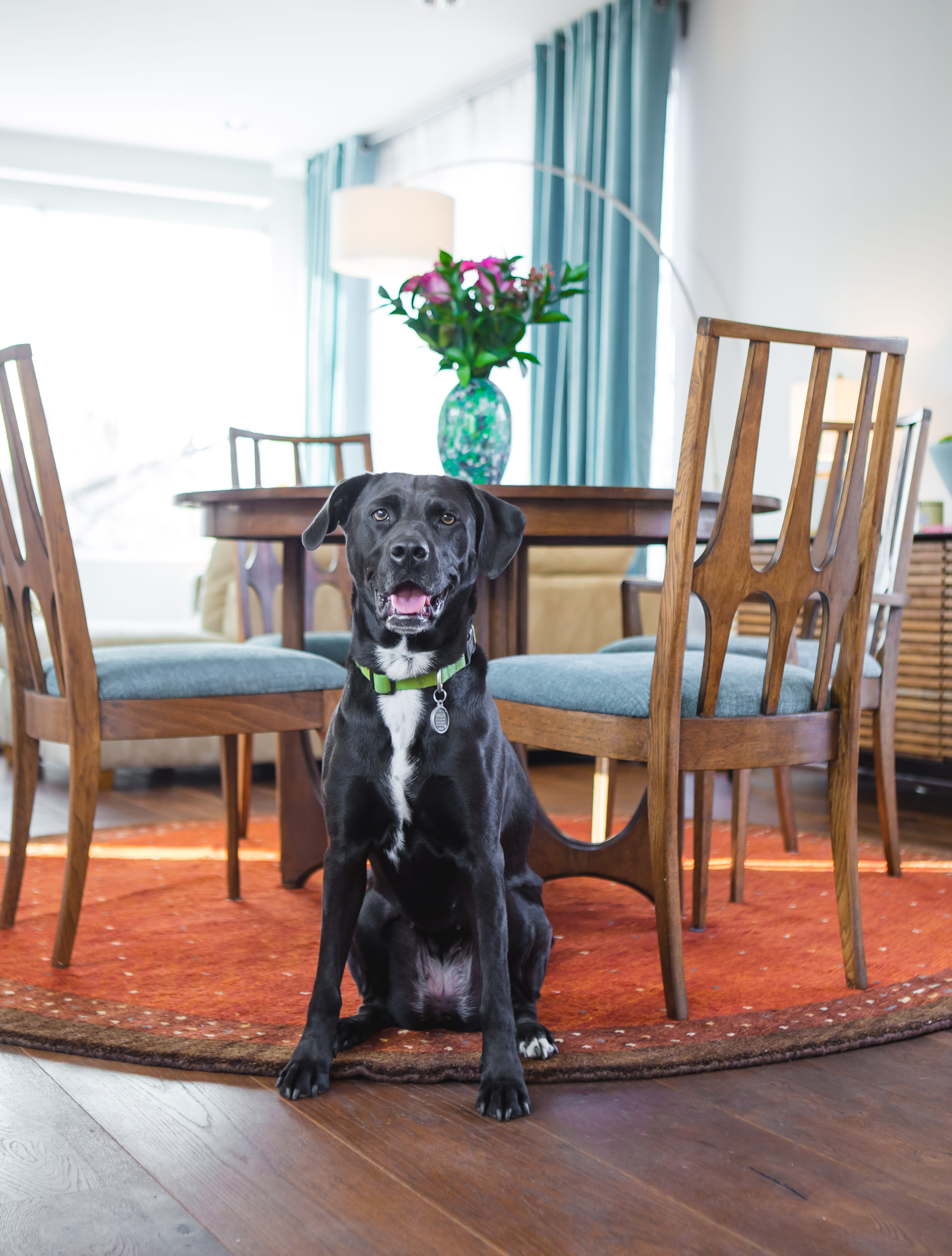 You’ll be sharing some spaces with the homeowner and his friendly lab, Wallie.