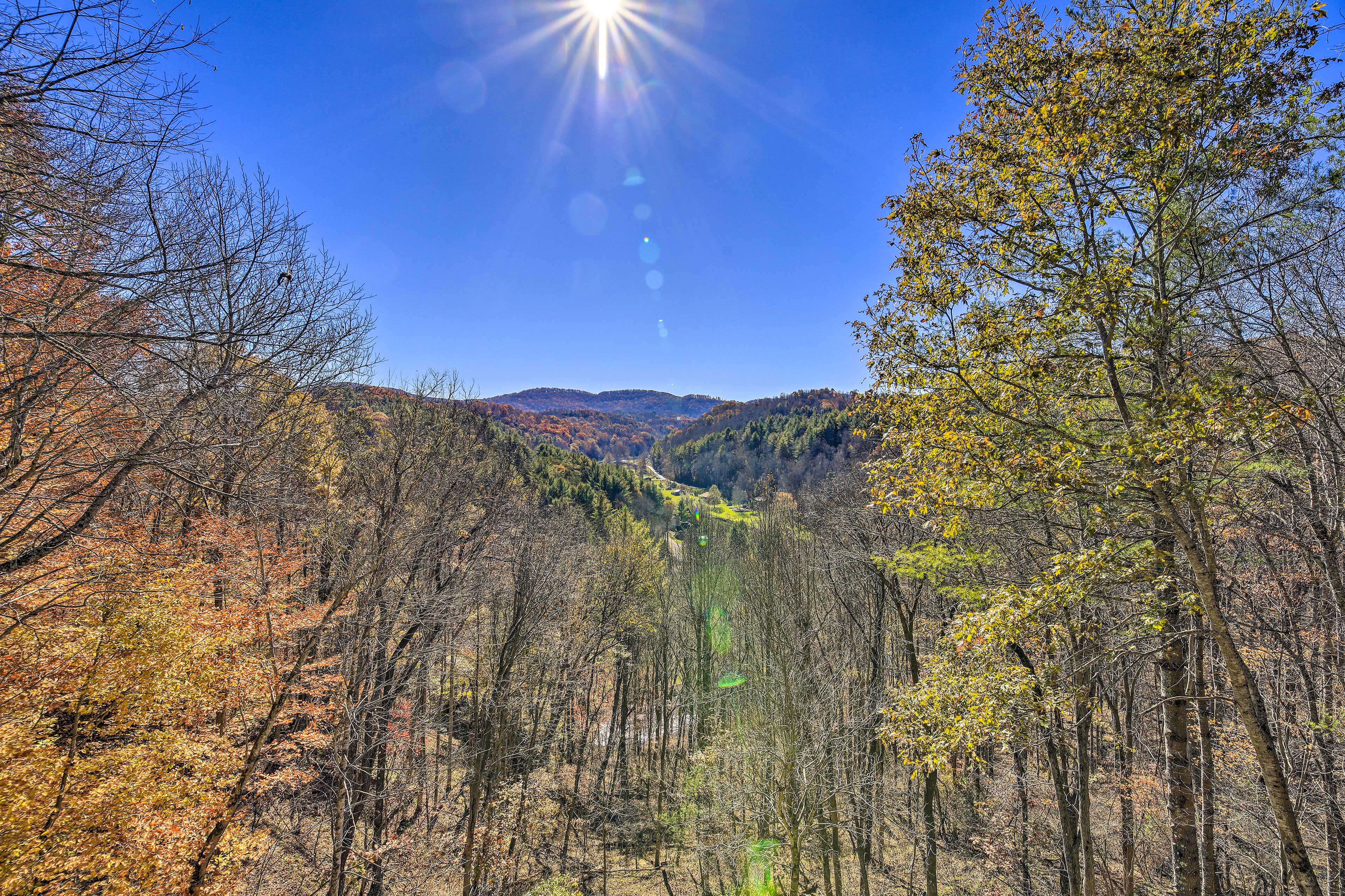 Forest Views