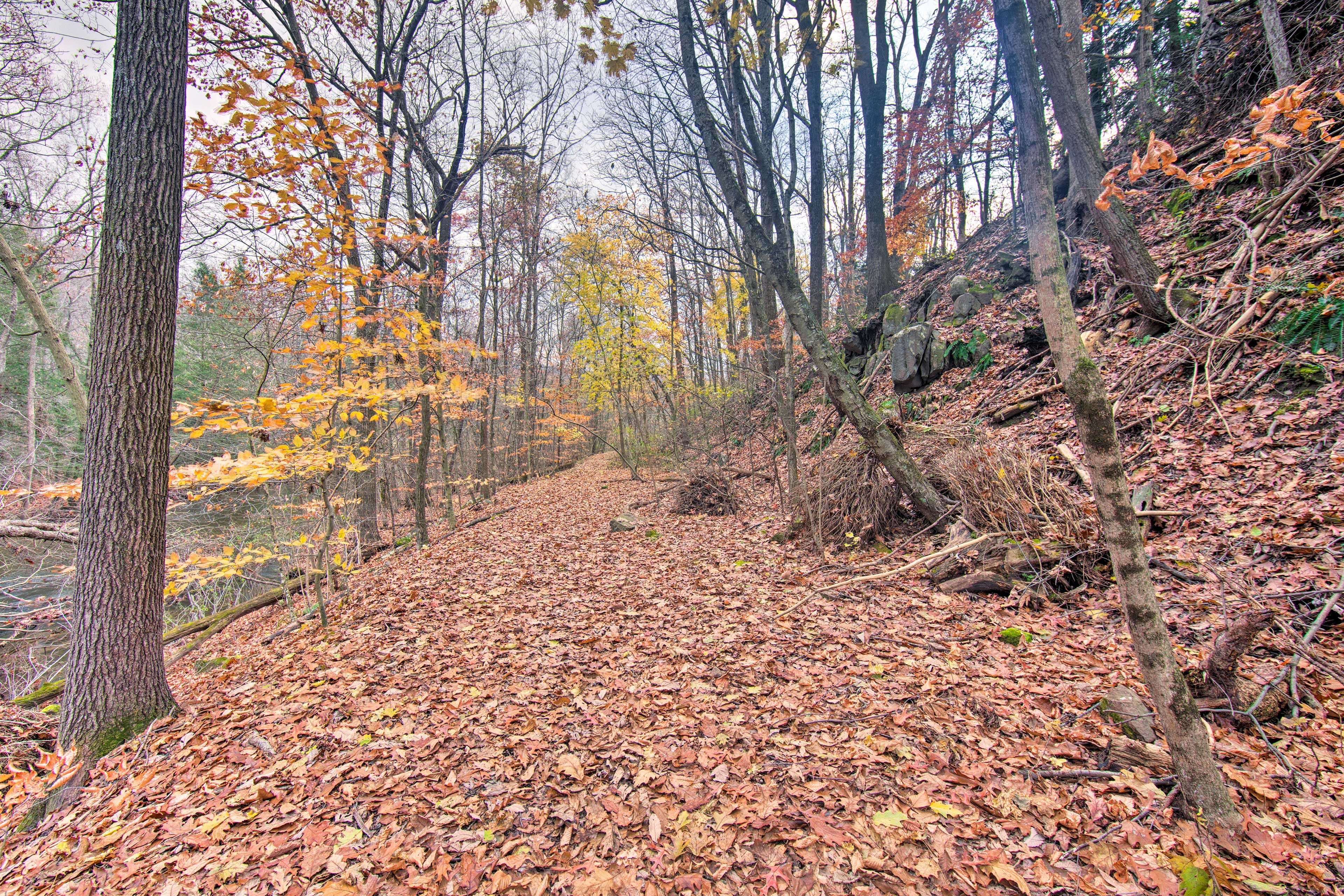 Surrounding Woods