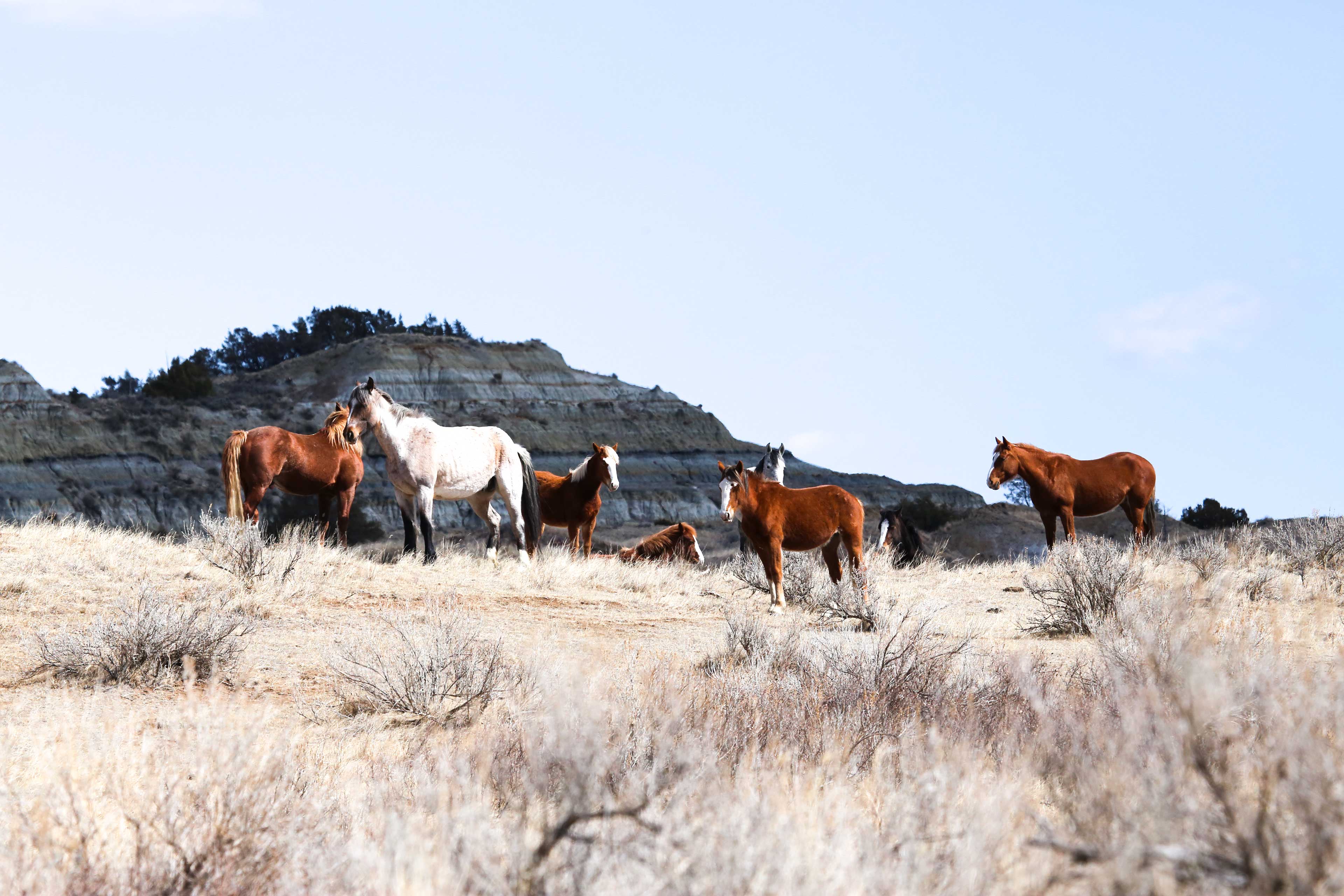 Nearby Attractions | Wildlife Viewing