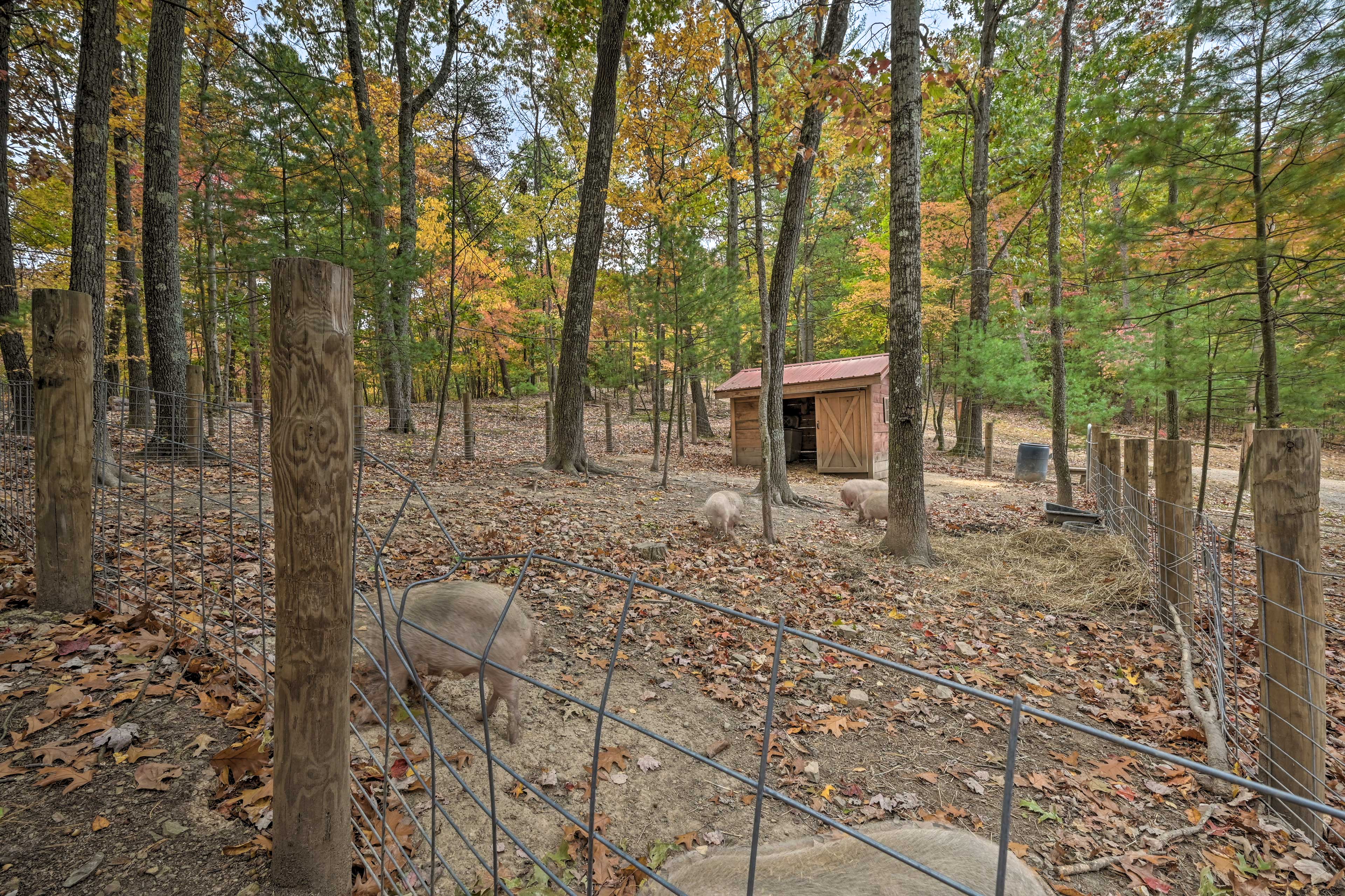 Community Pig Farm