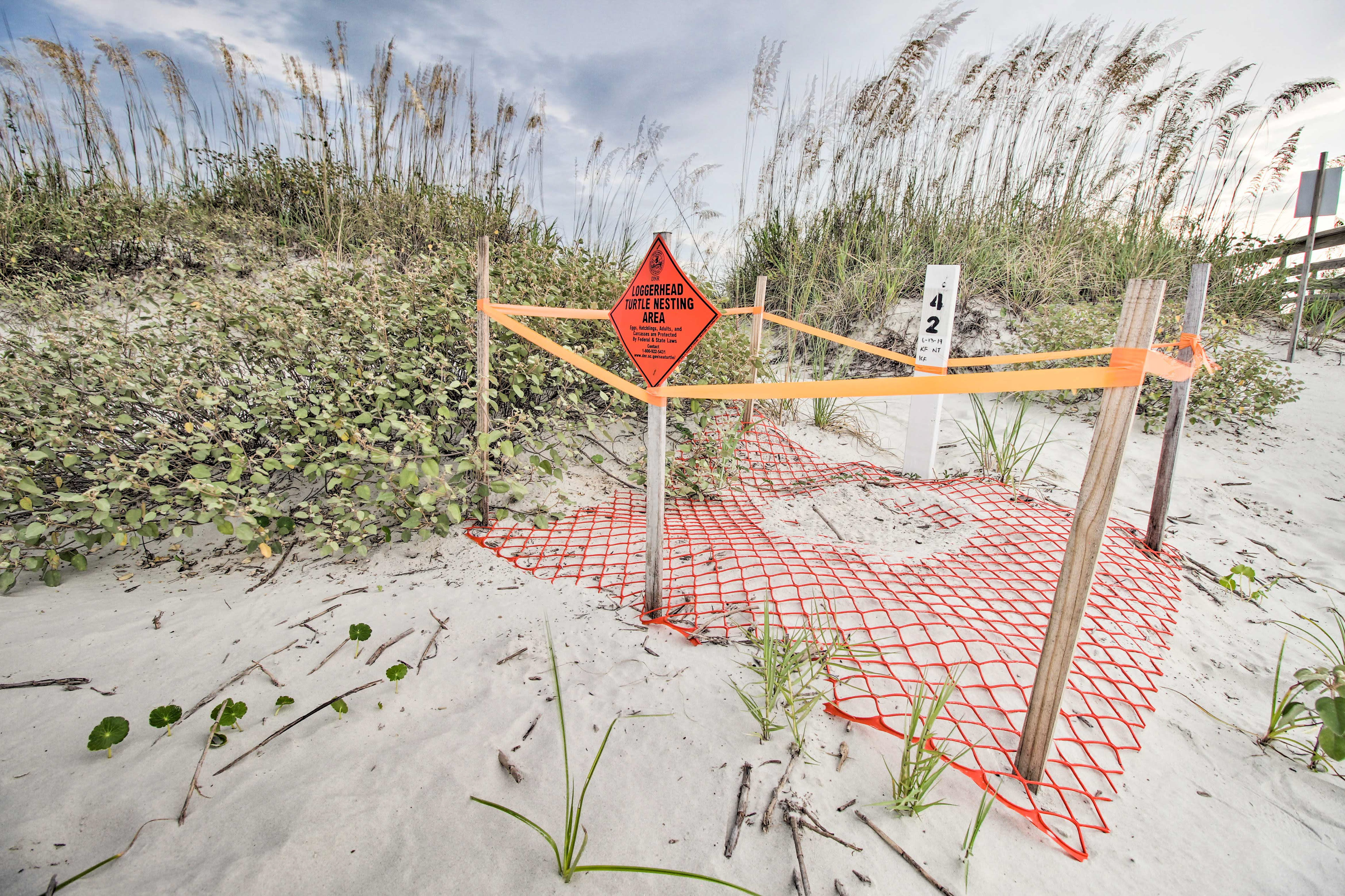 Note: Watch for the protected turtle nests along the coast