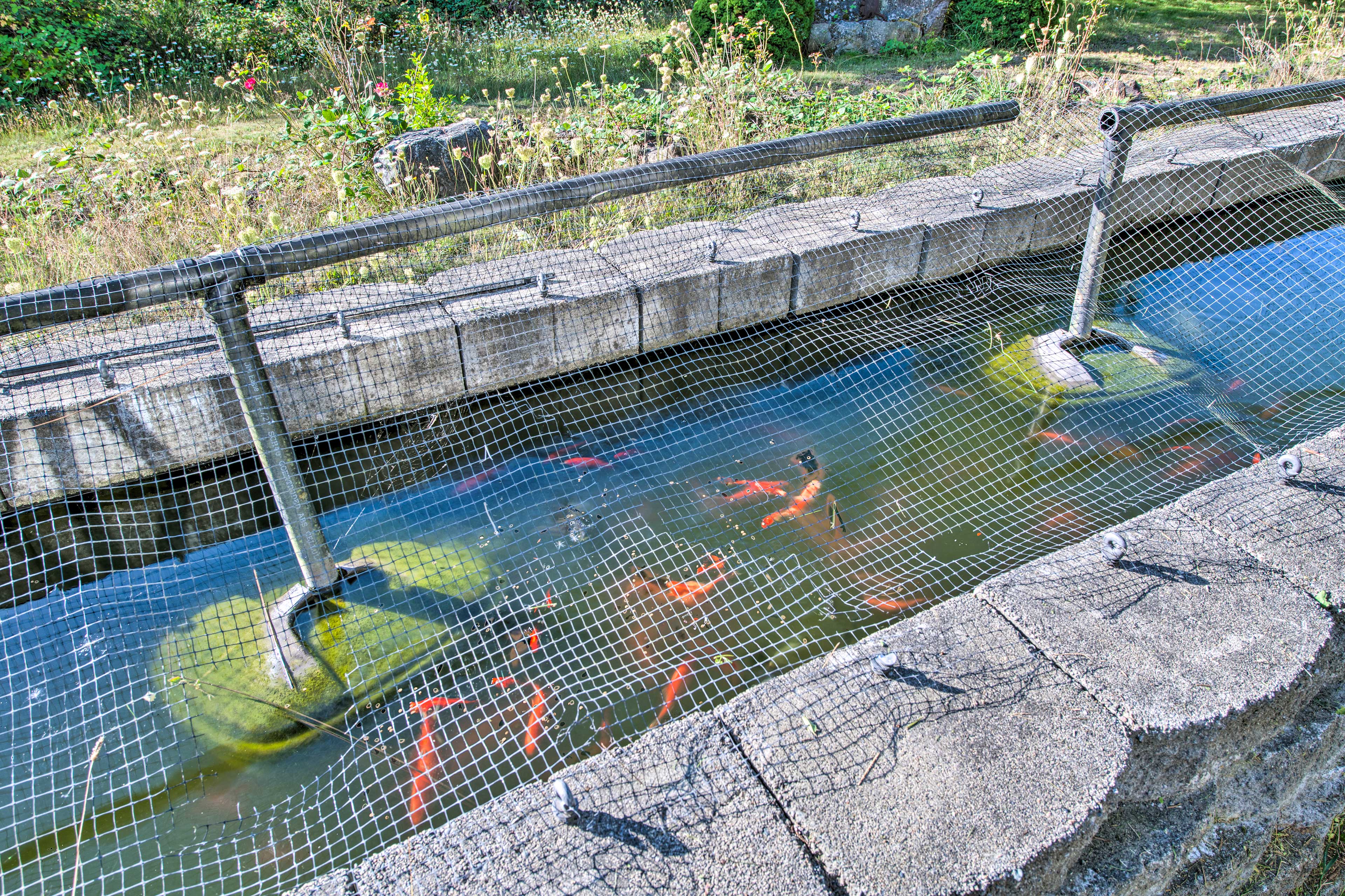 Koi Pond