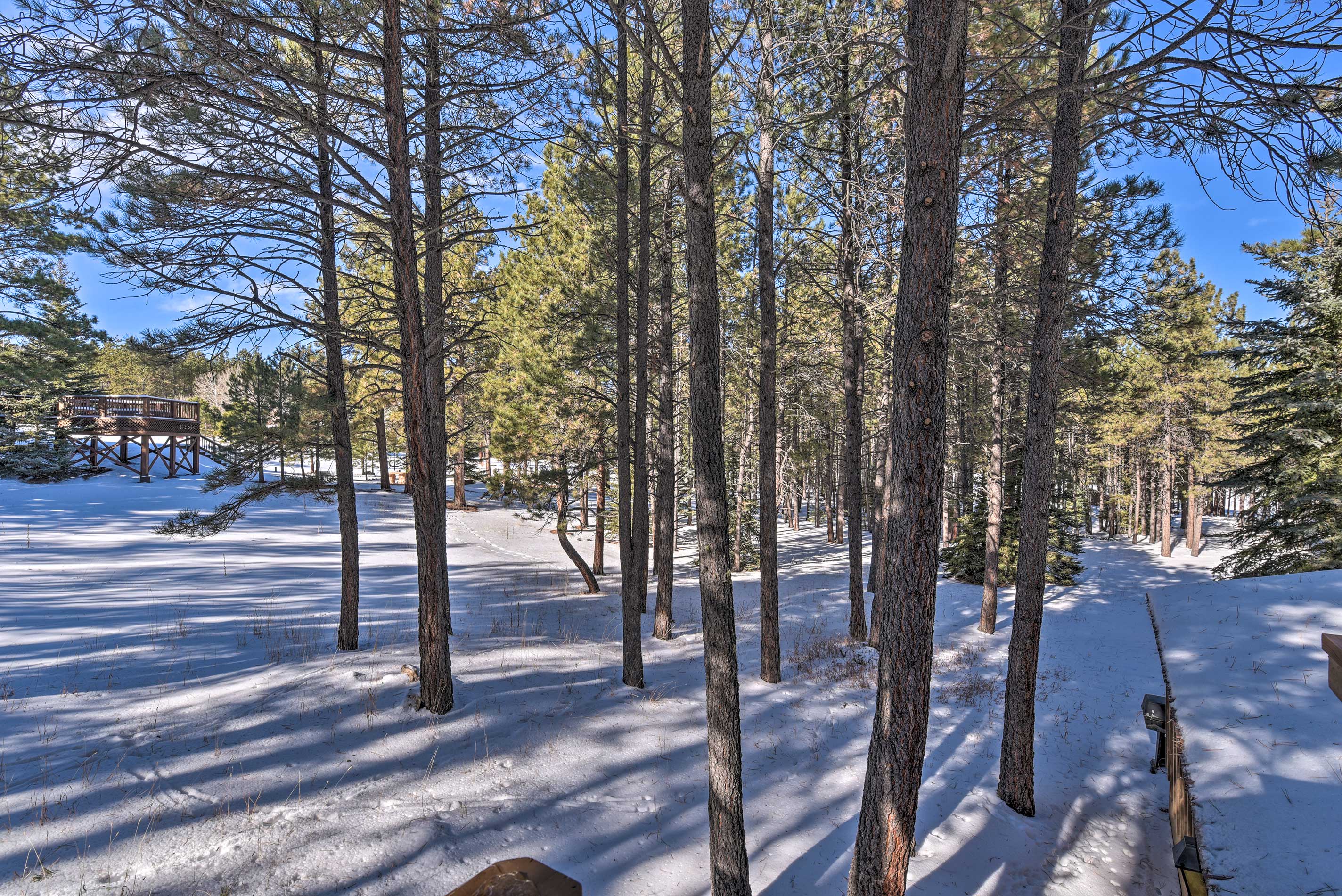 Wooded Yard