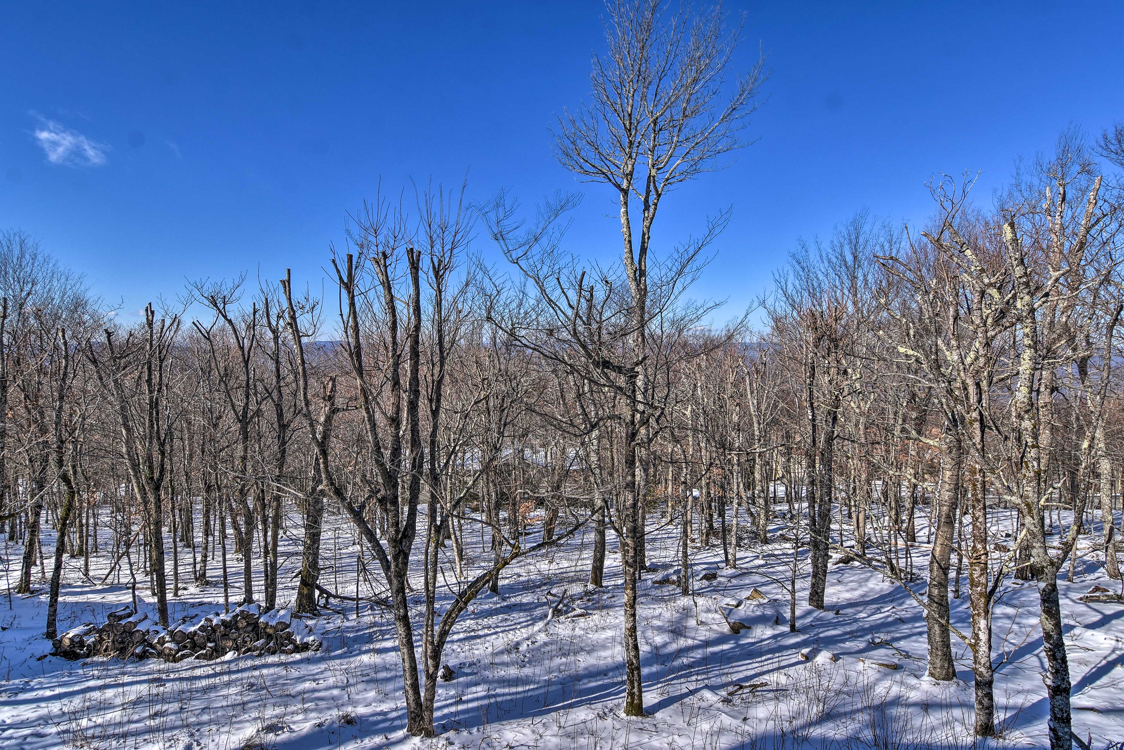 Nearby Forest