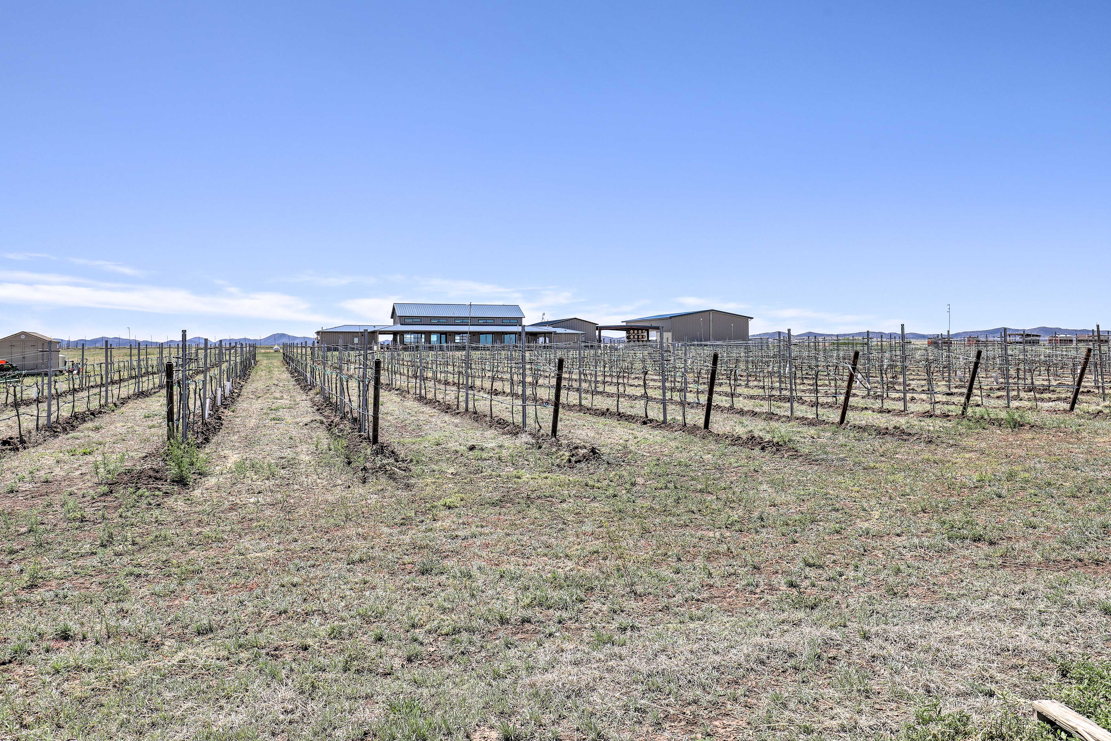 Vineyard | On-Site