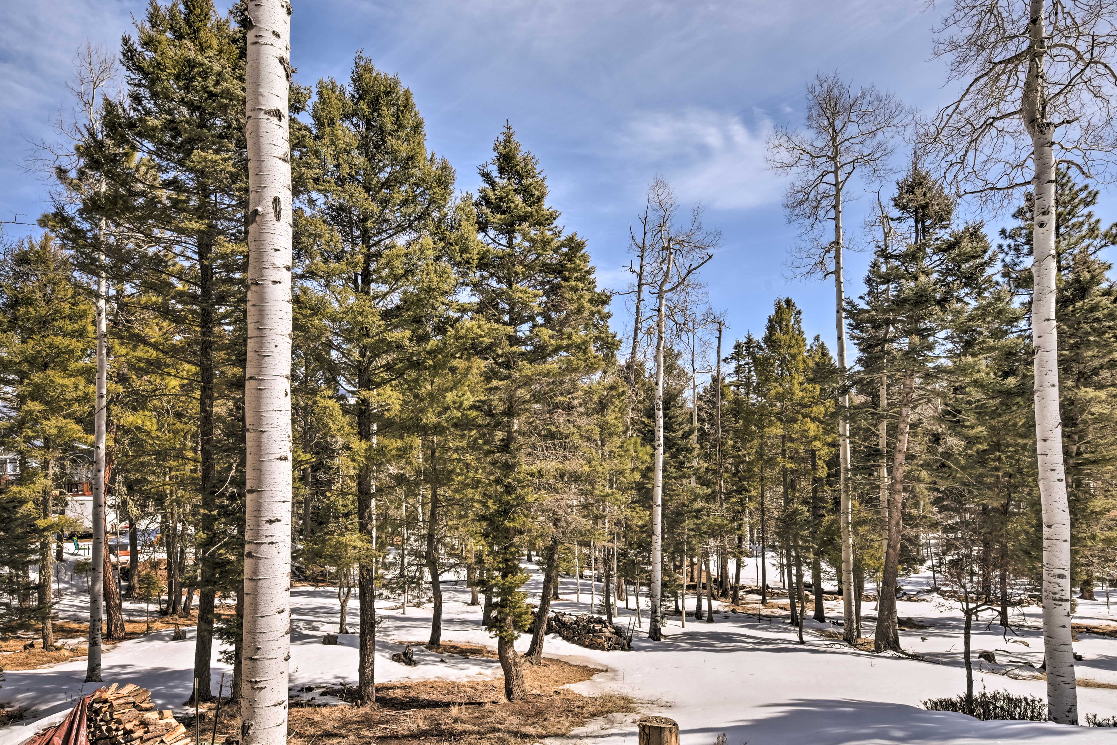 Forest View From Property