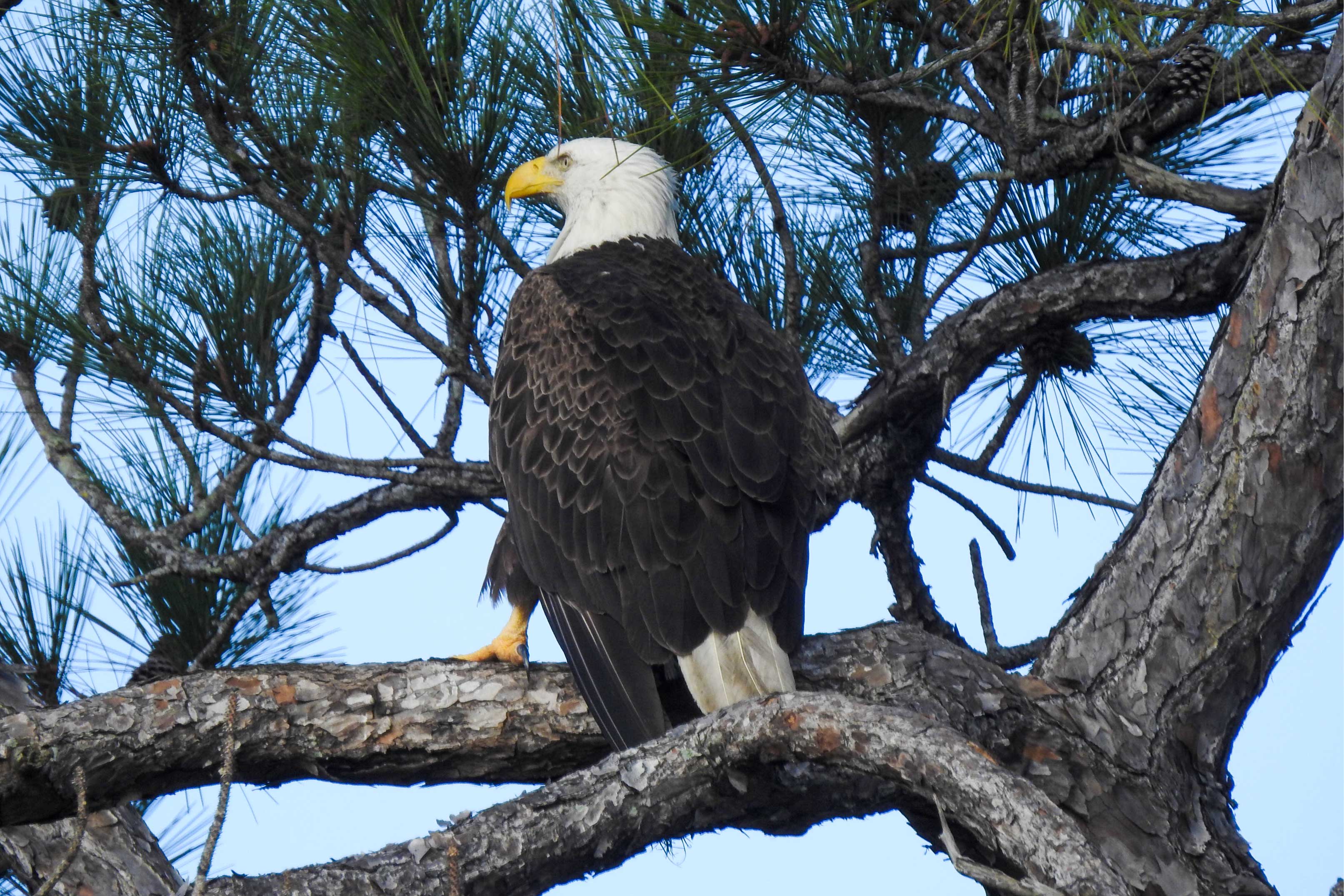 Wildlife Watching from the Backyard