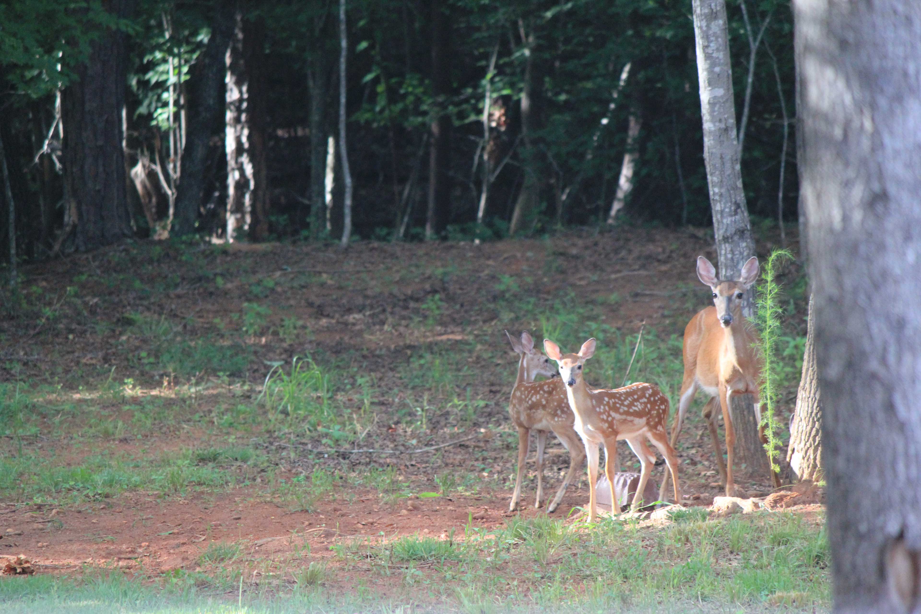 Local Wildlife