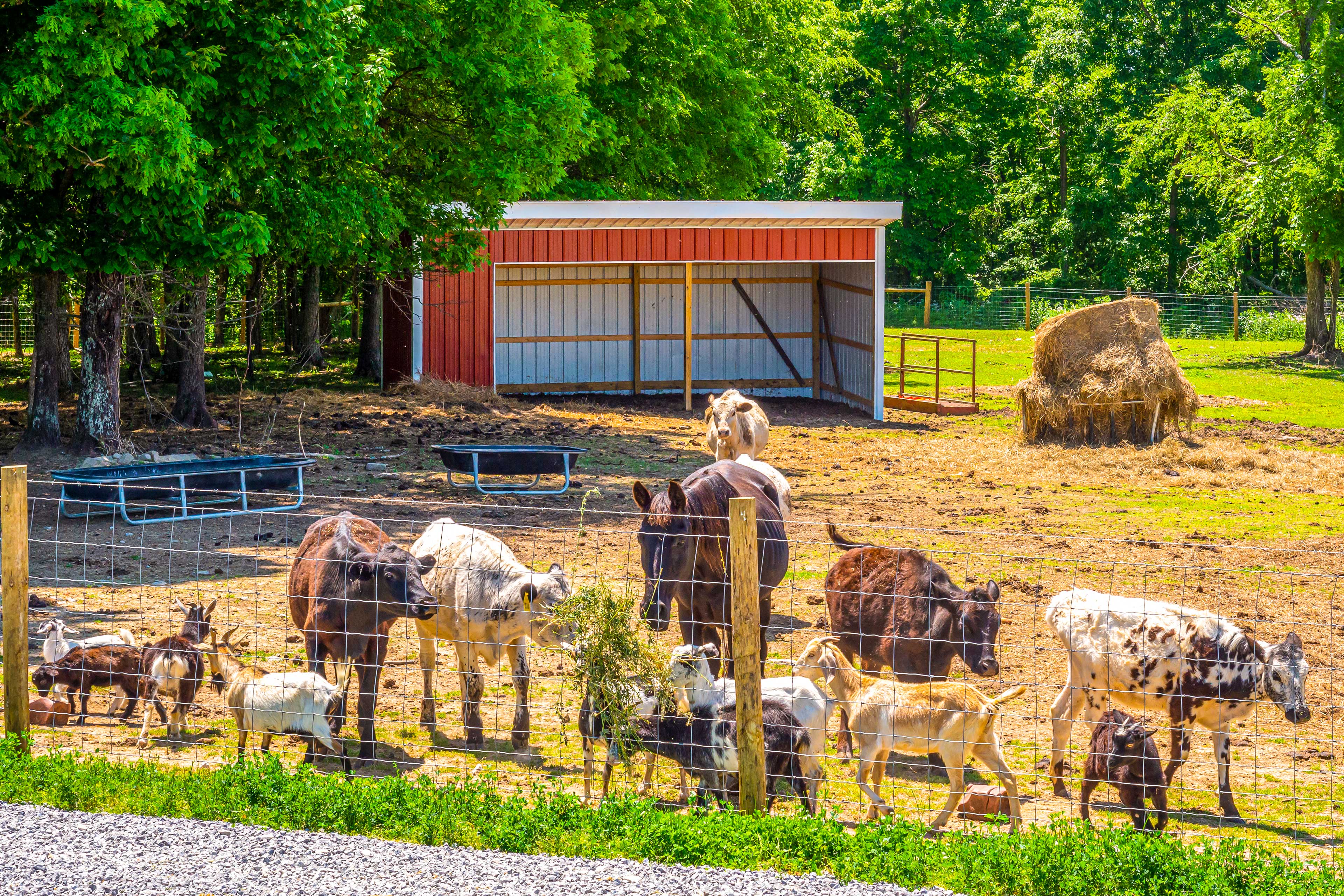 Farm Animals On-Site