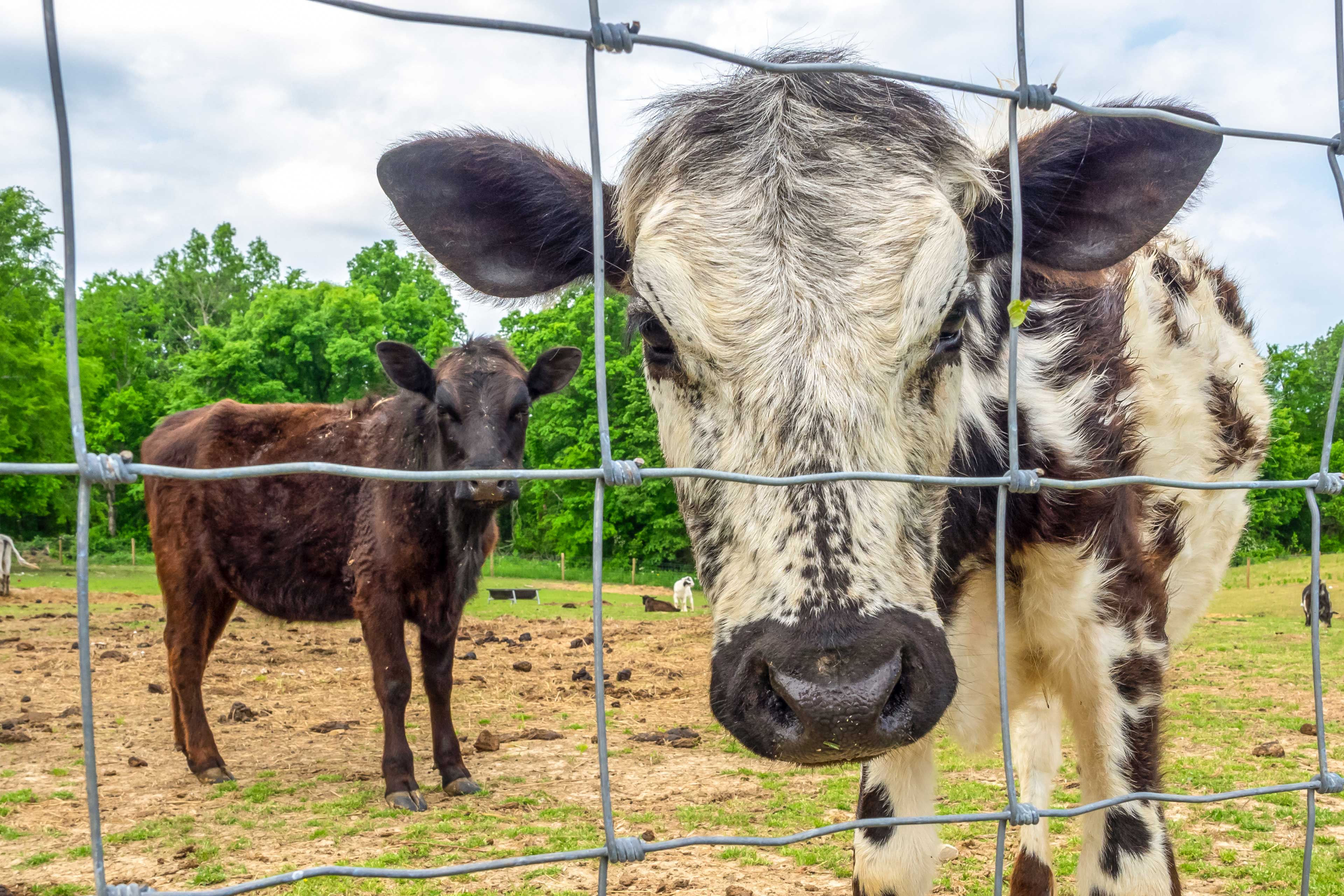 Farm Animals On-Site