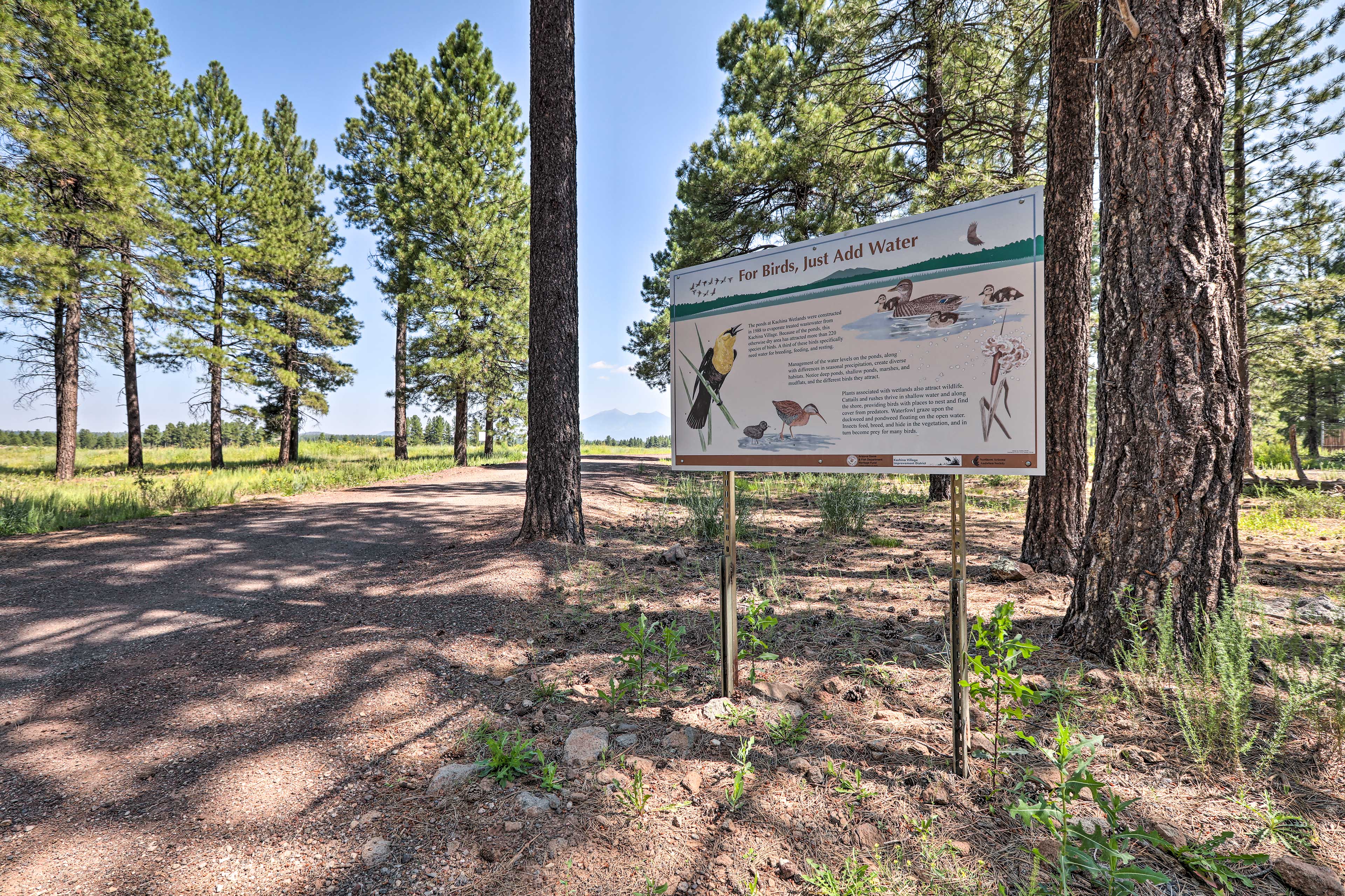 Kachina Village Wetland