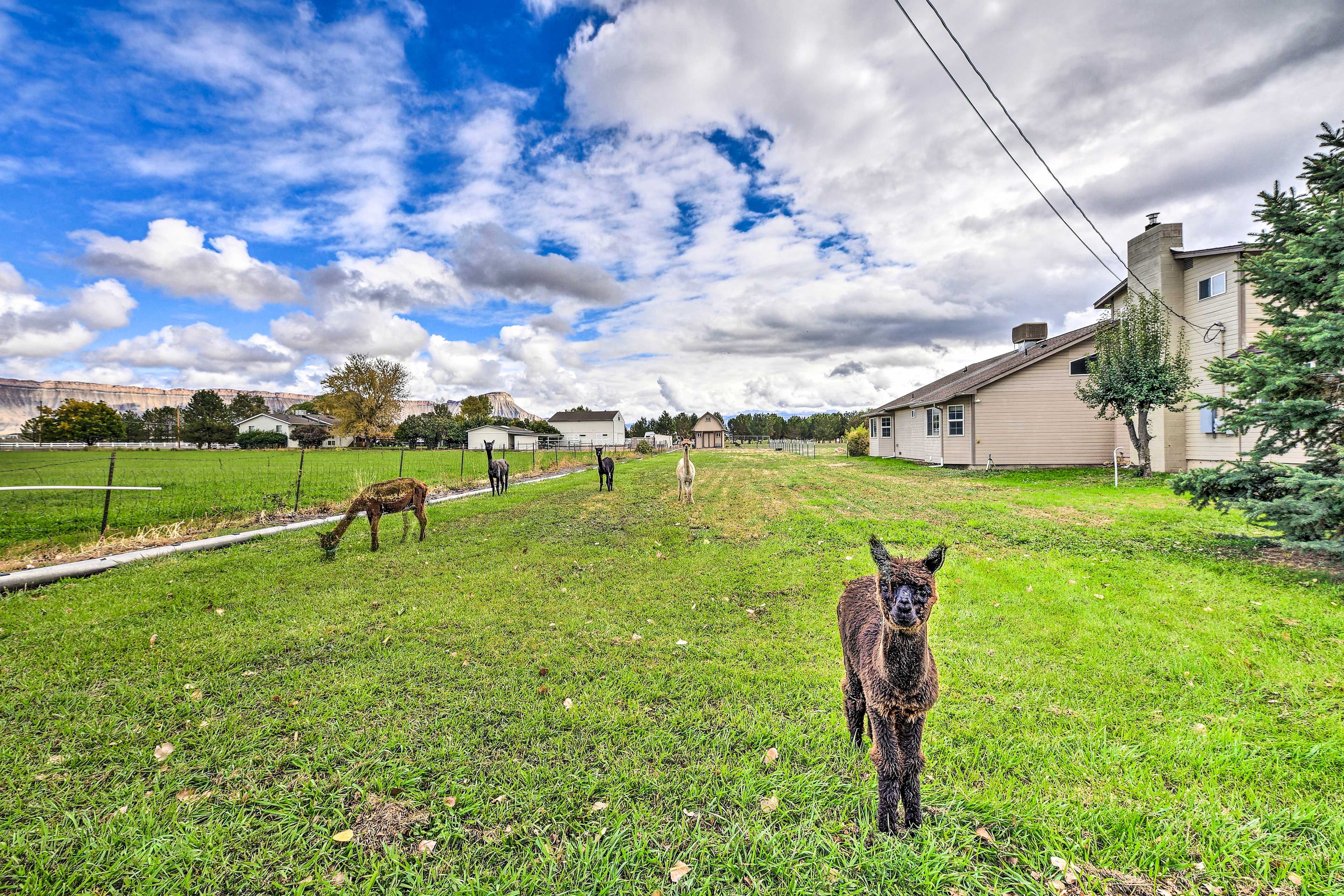 Alpacas On-Site