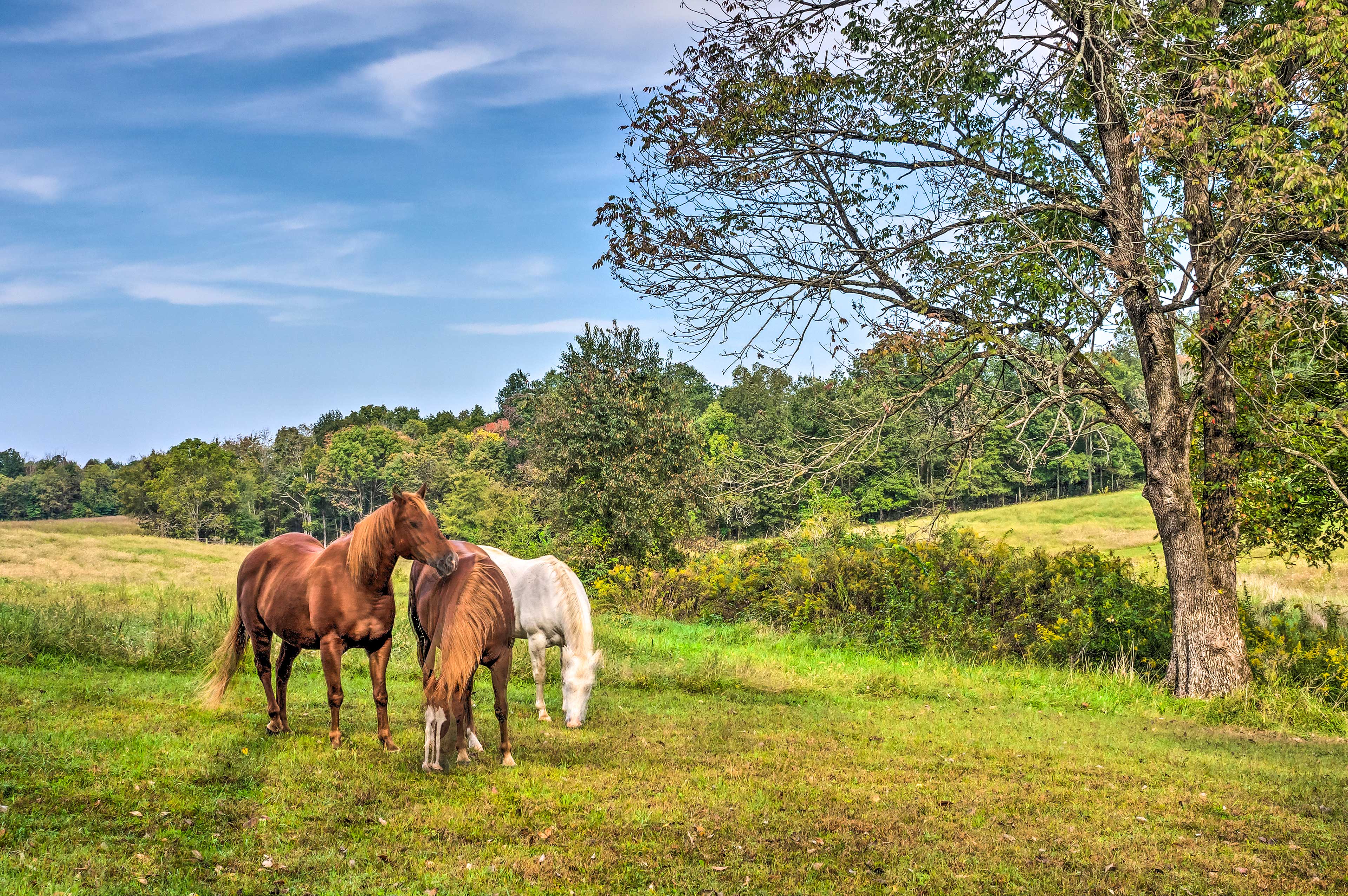 Shared 50 Acres | Farm Animals On-Site