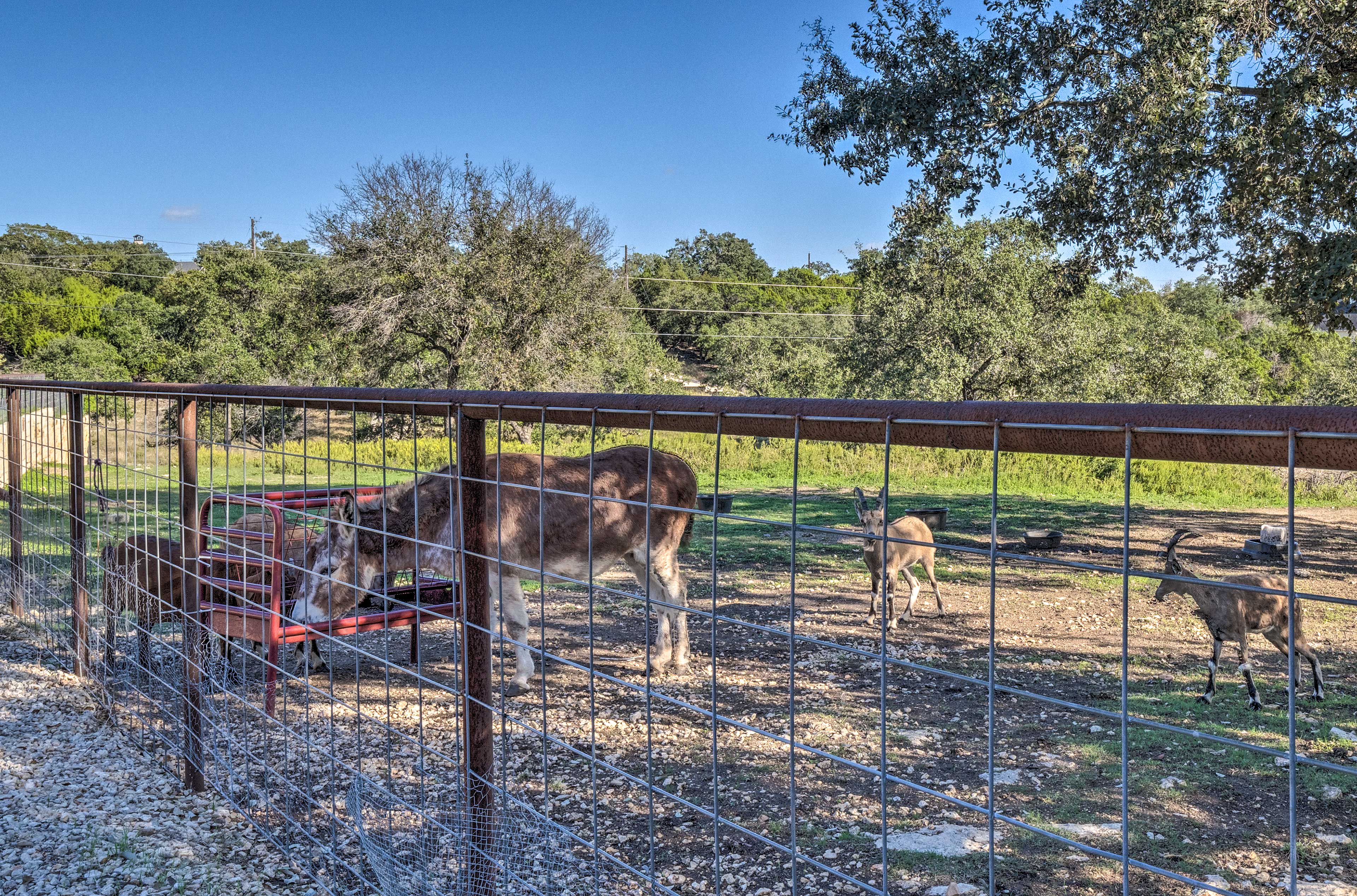 Farm Animals On-Site (Please Don't Feed)