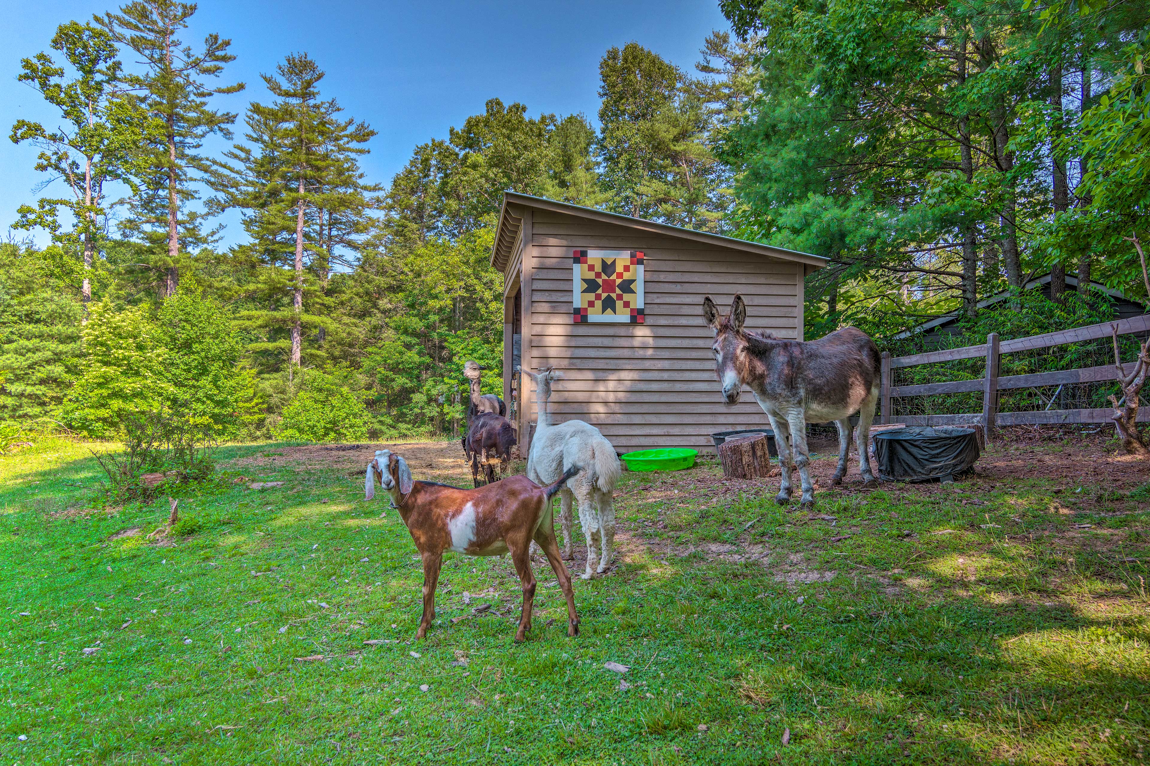 On-Site Barn Animals | Working Horse Farm