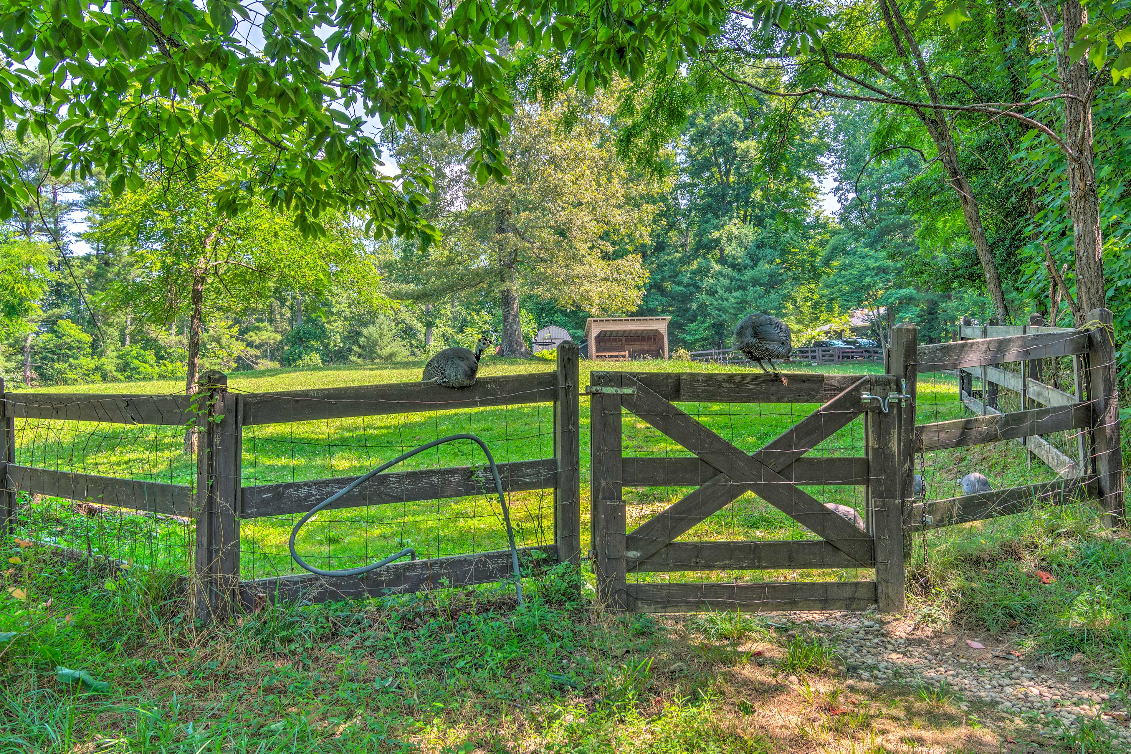 Fenced Pen | Barn Animals