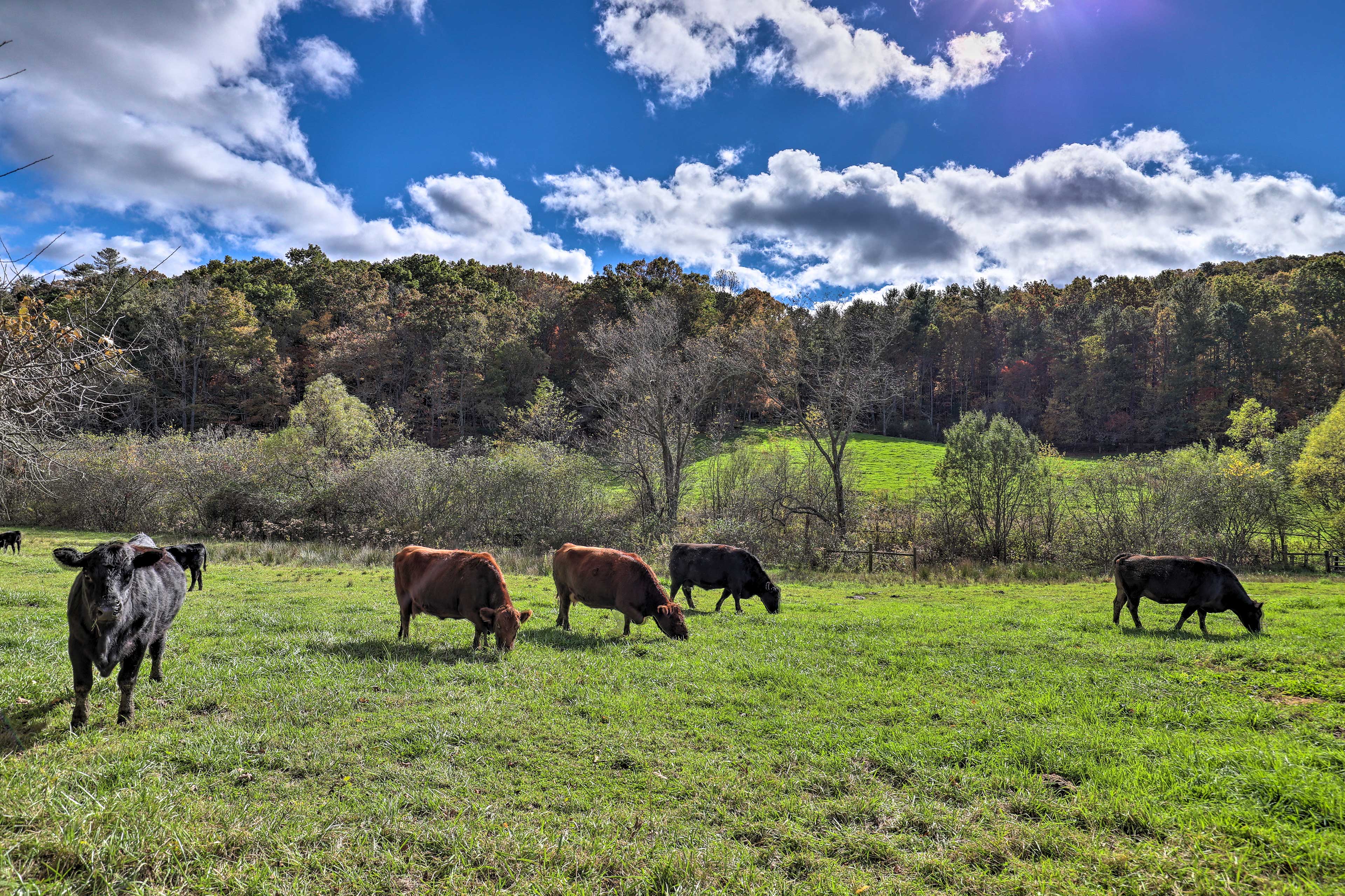 Community Cows