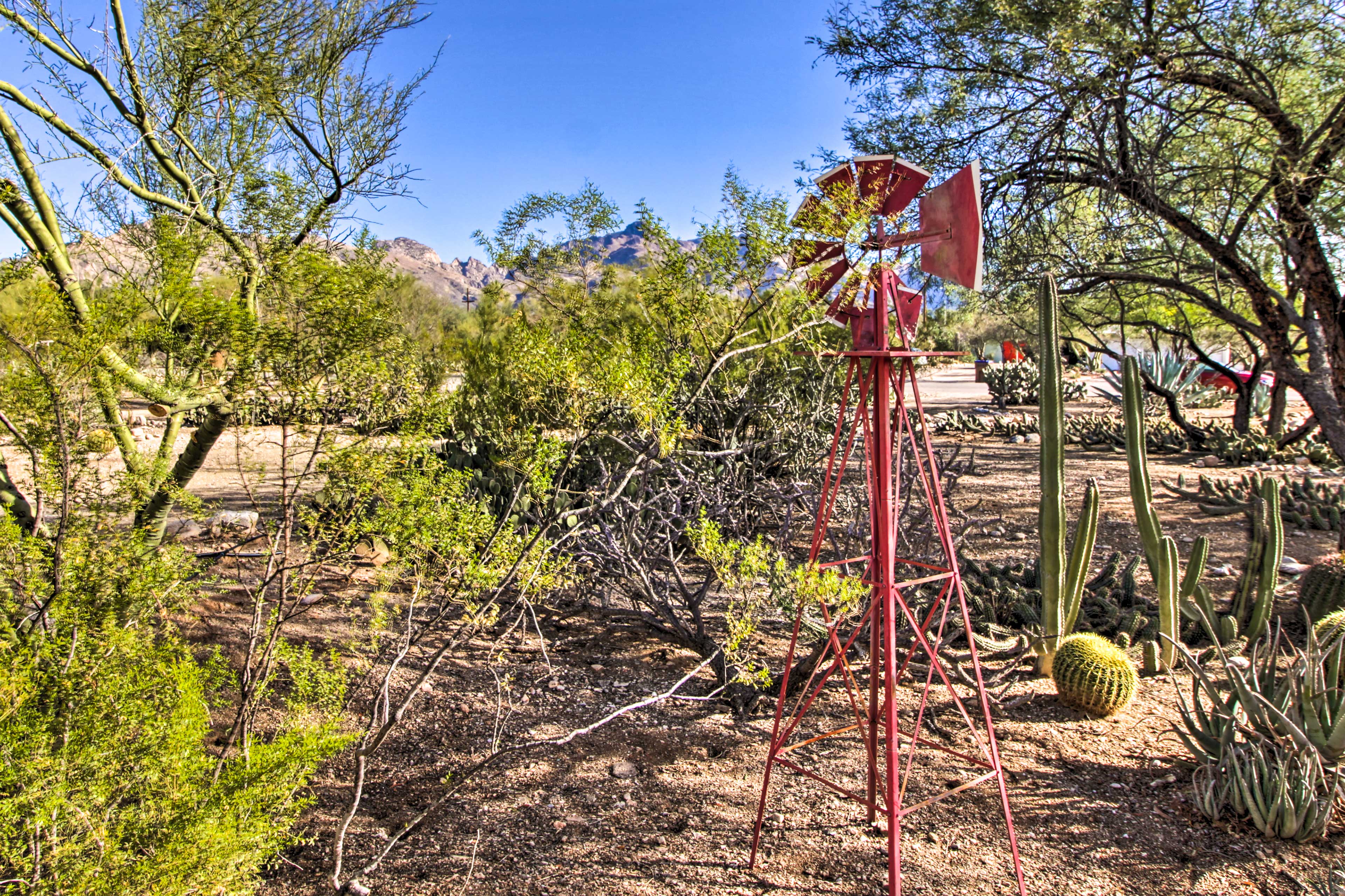 Cacti Garden