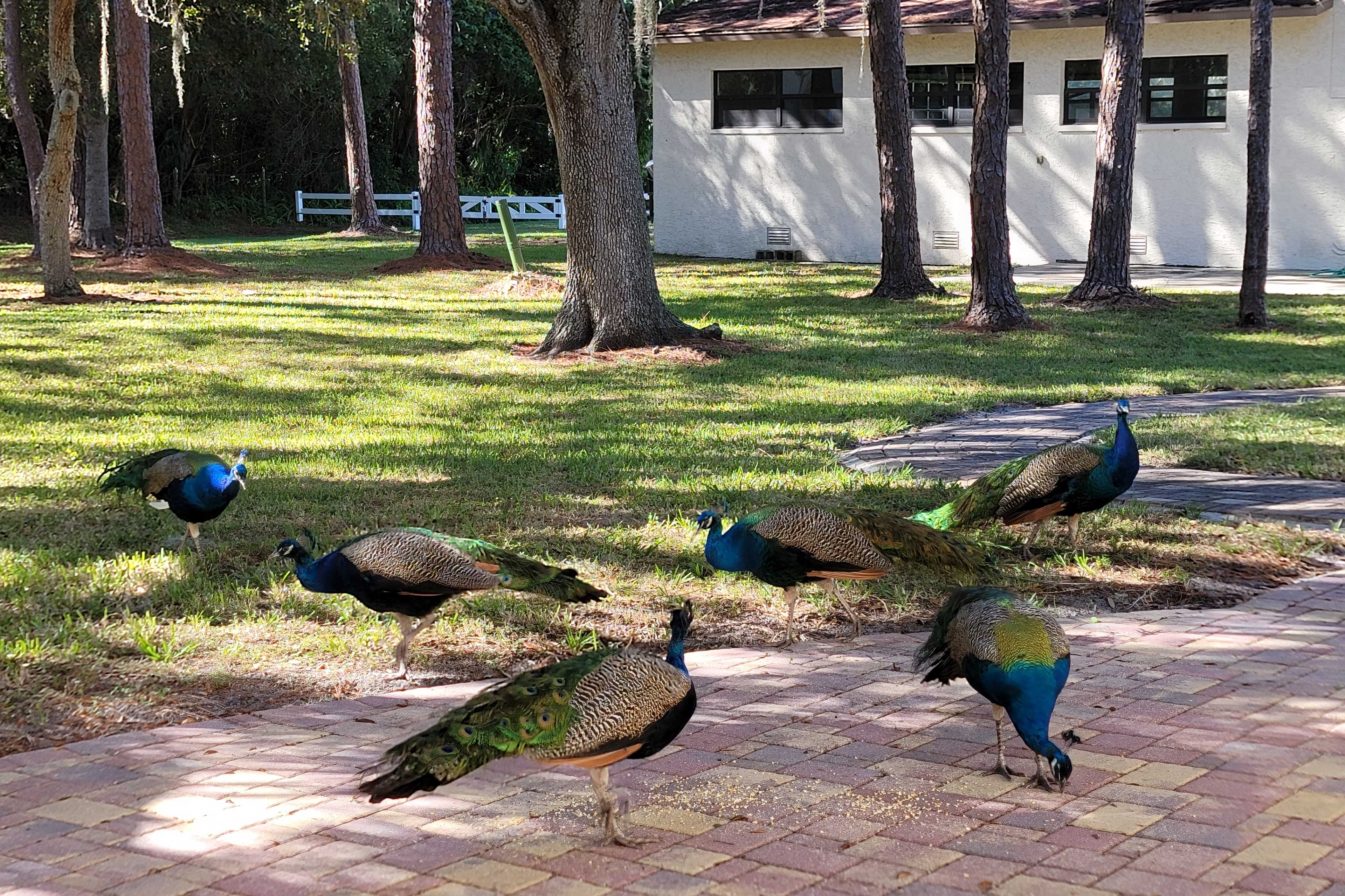 Peacocks On-Site