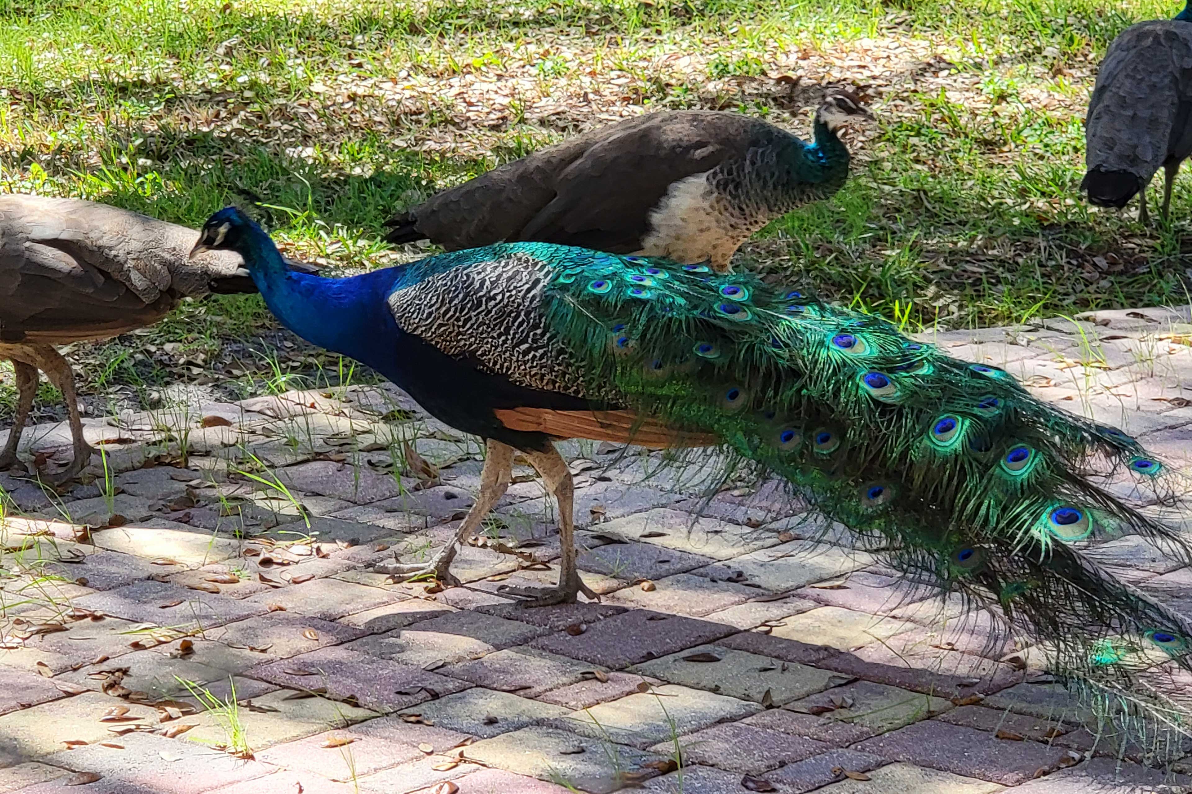 Peacocks On-Site