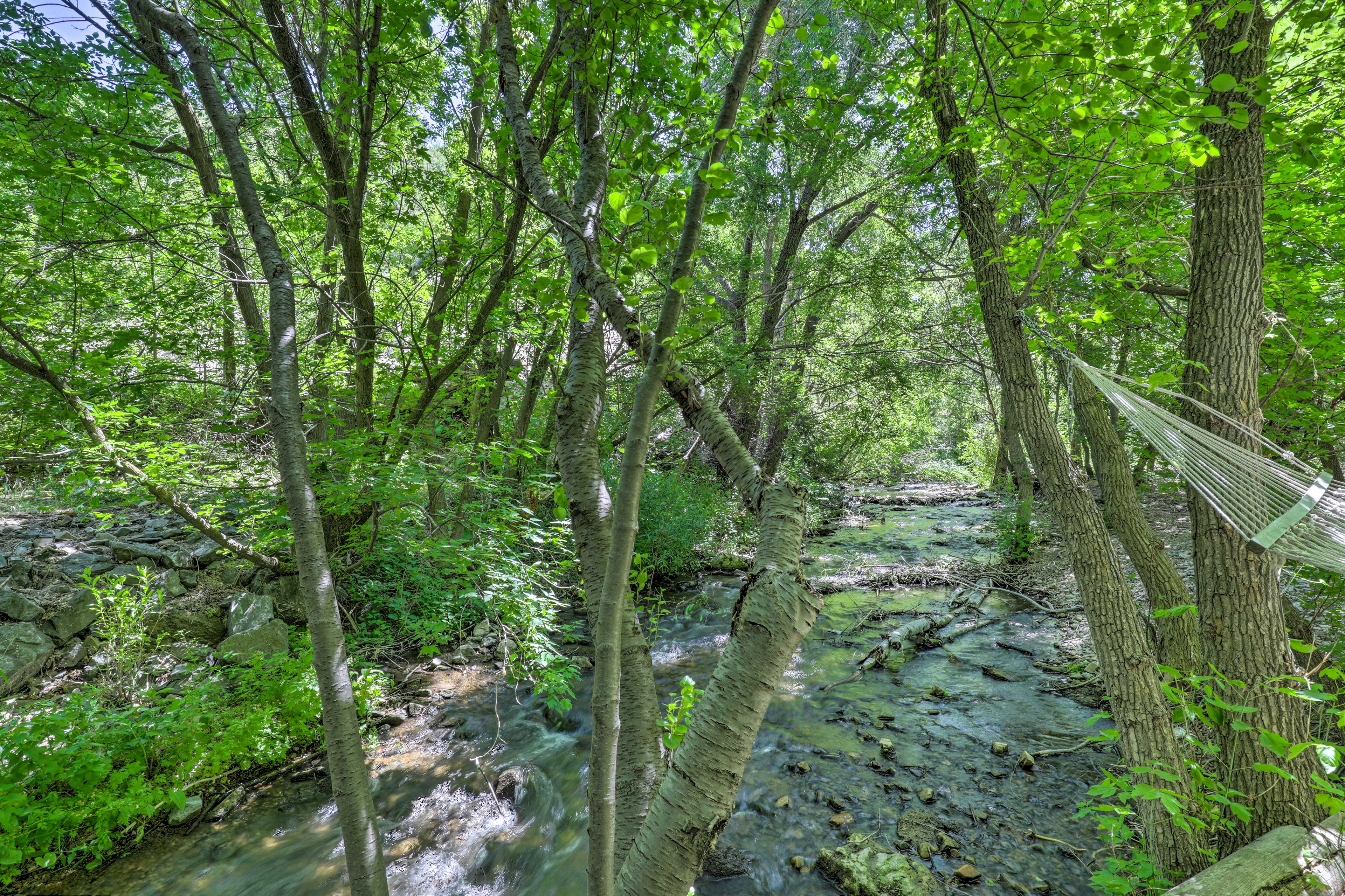 Creek | Hammock | Wooded Yard