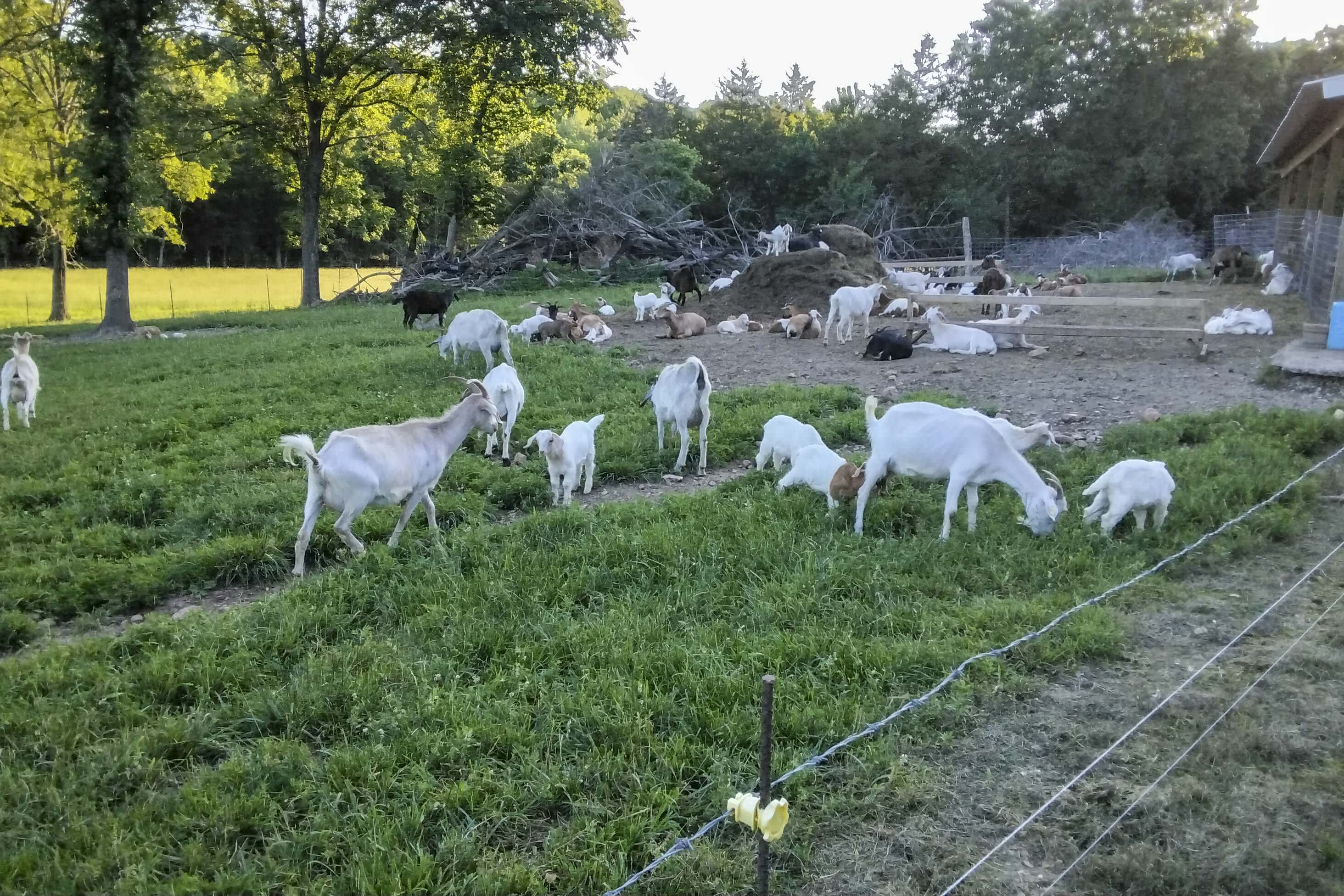 Goat Farm On-Site