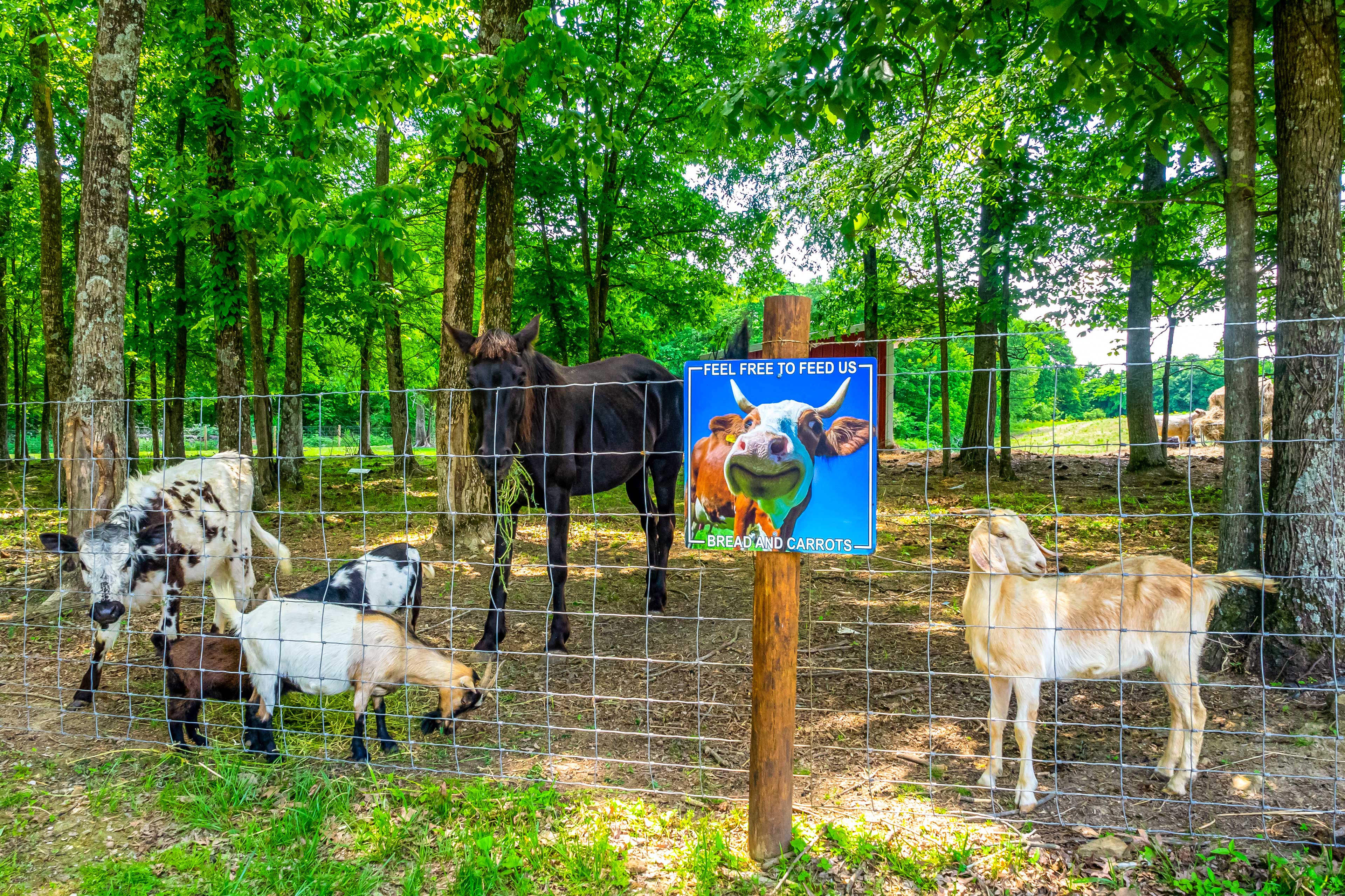 Petting Zoo On-Site