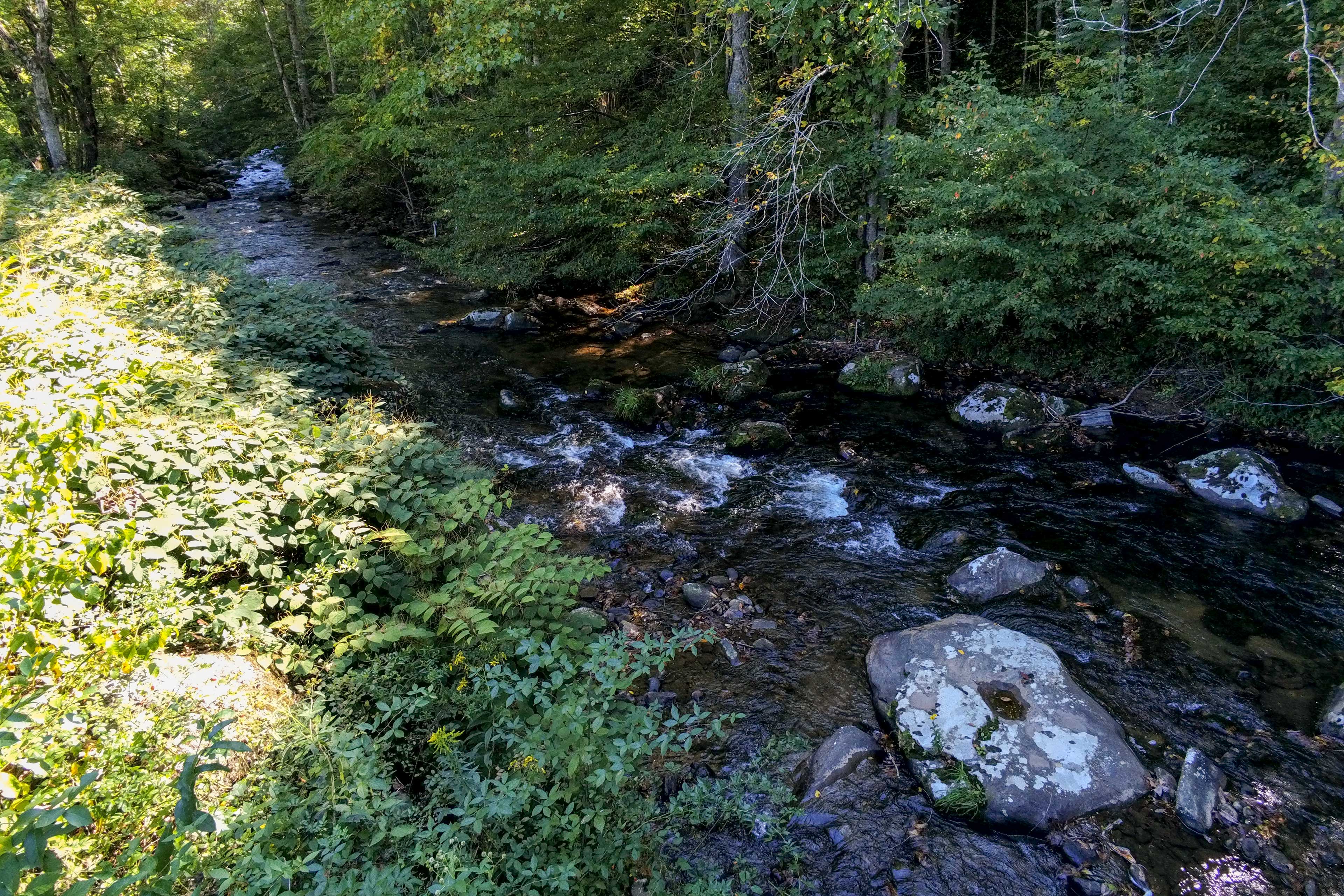 Trout Stream