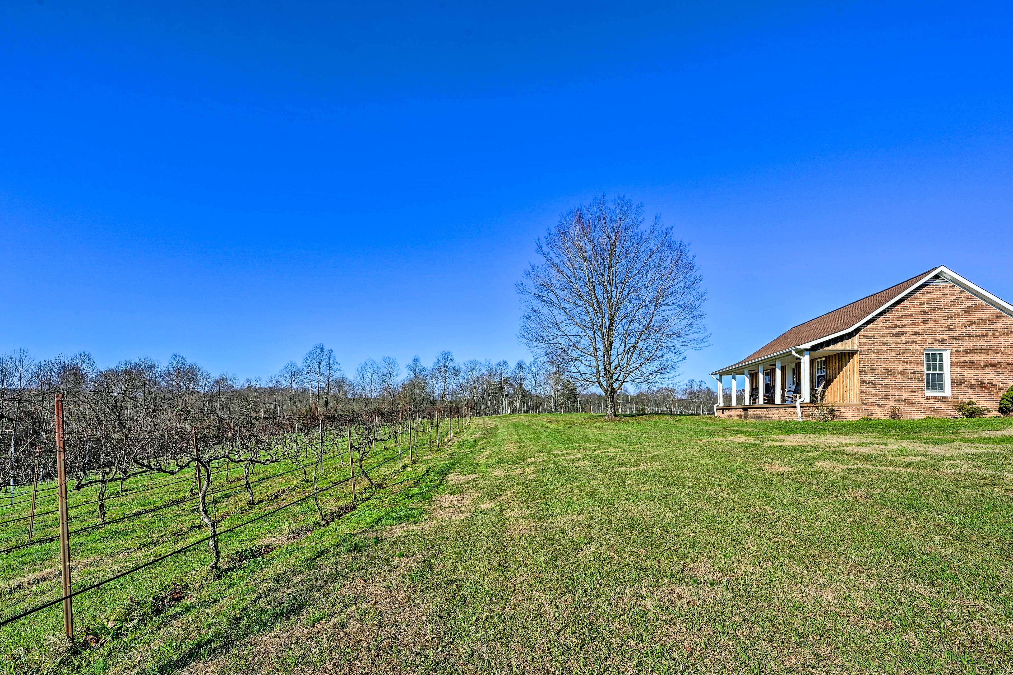 Vineyard Views