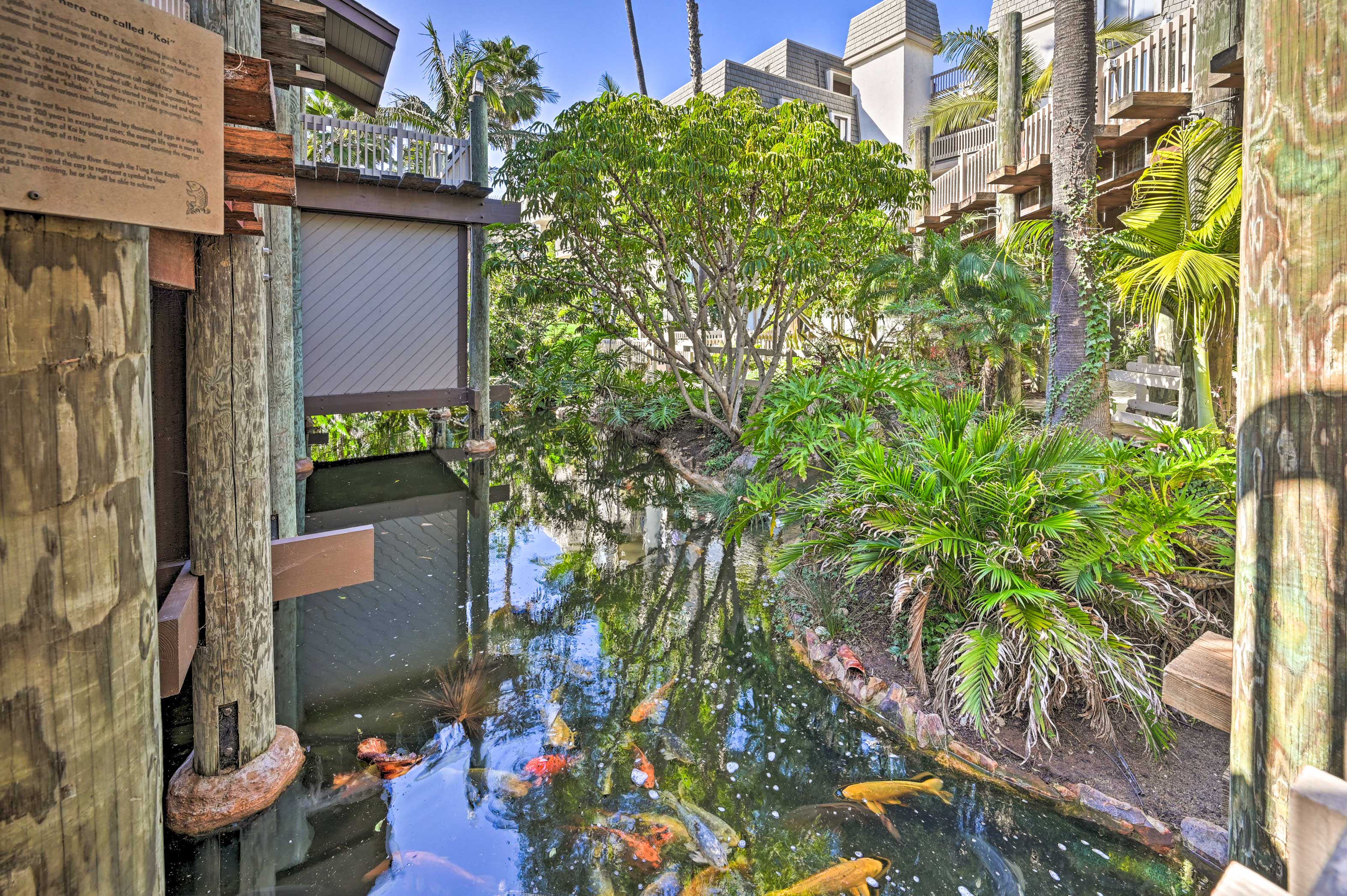 Koi Pond