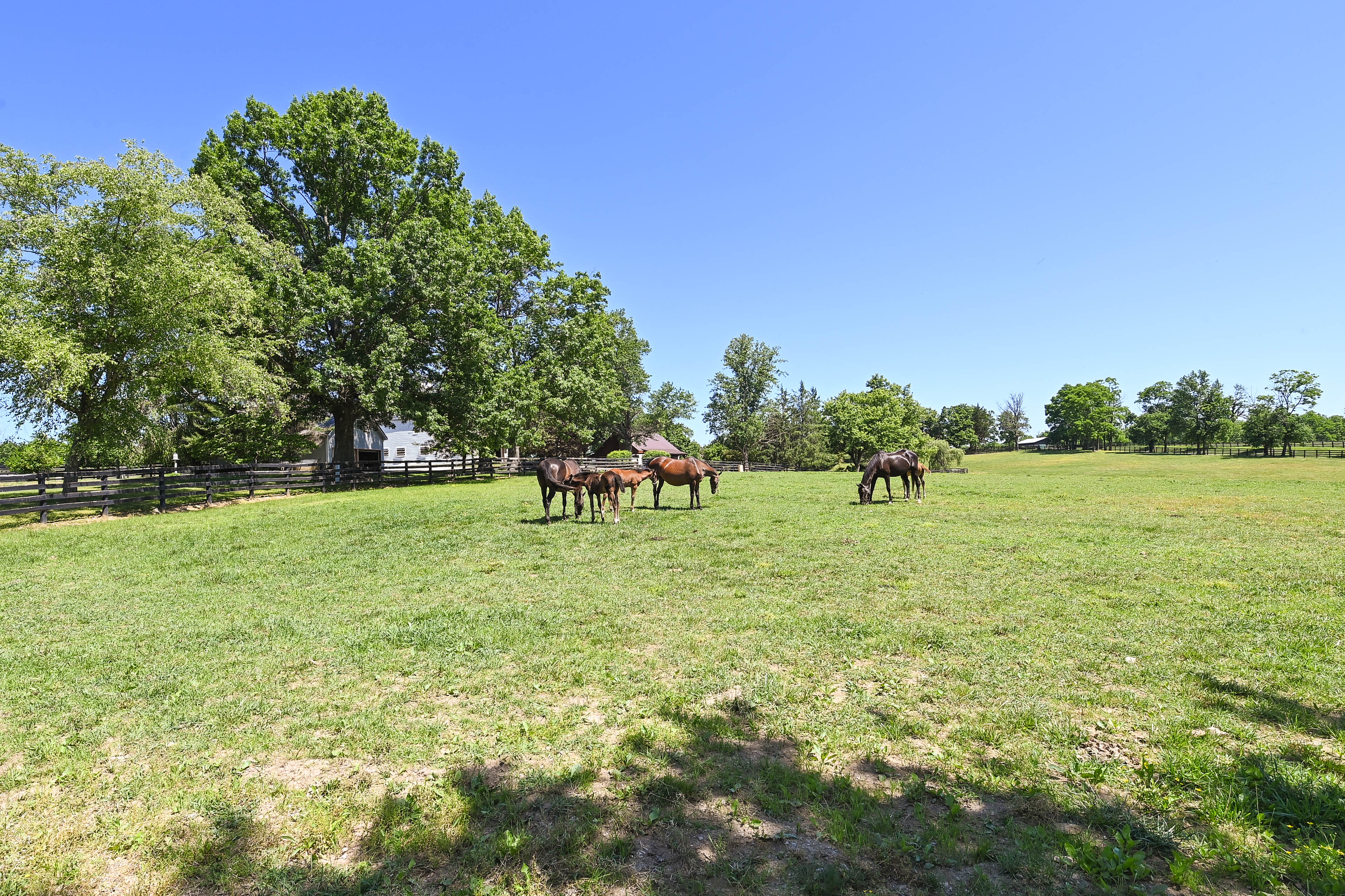 Horse Paddock | Views