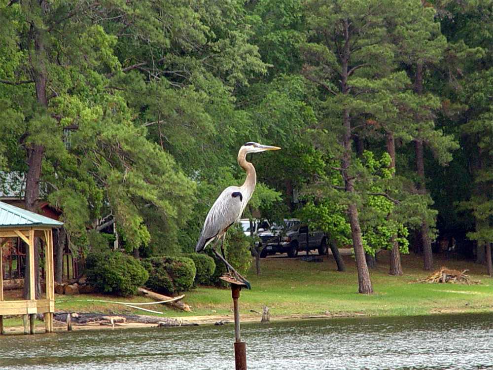 Frankston Home w/ Deck & Fishing on Lake Palestine Berryville, TX Evolve