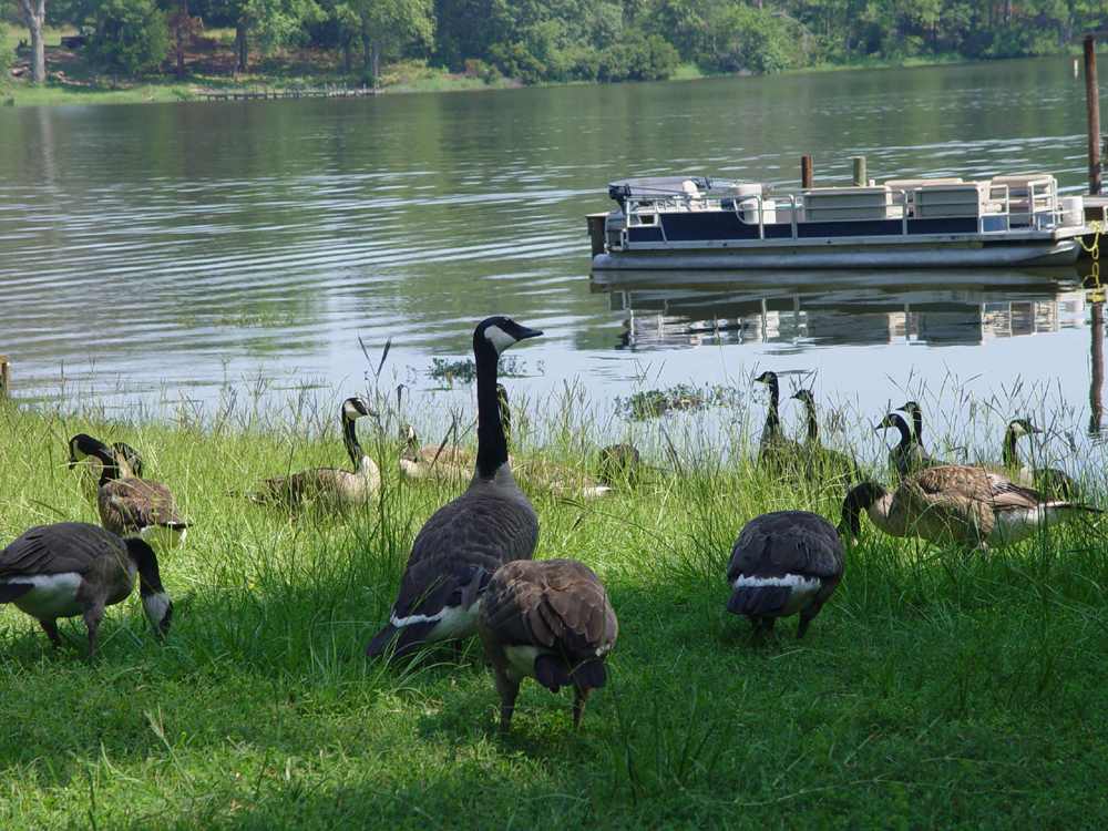 Frankston Home w/ Deck & Fishing on Lake Palestine Berryville, TX Evolve