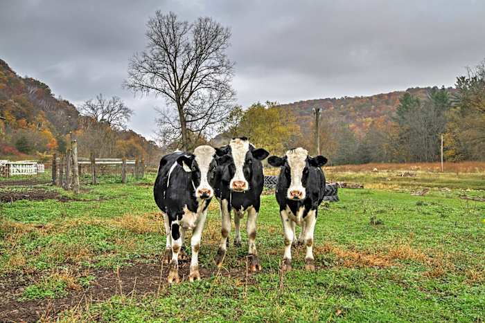 Evolve Vacation Rental